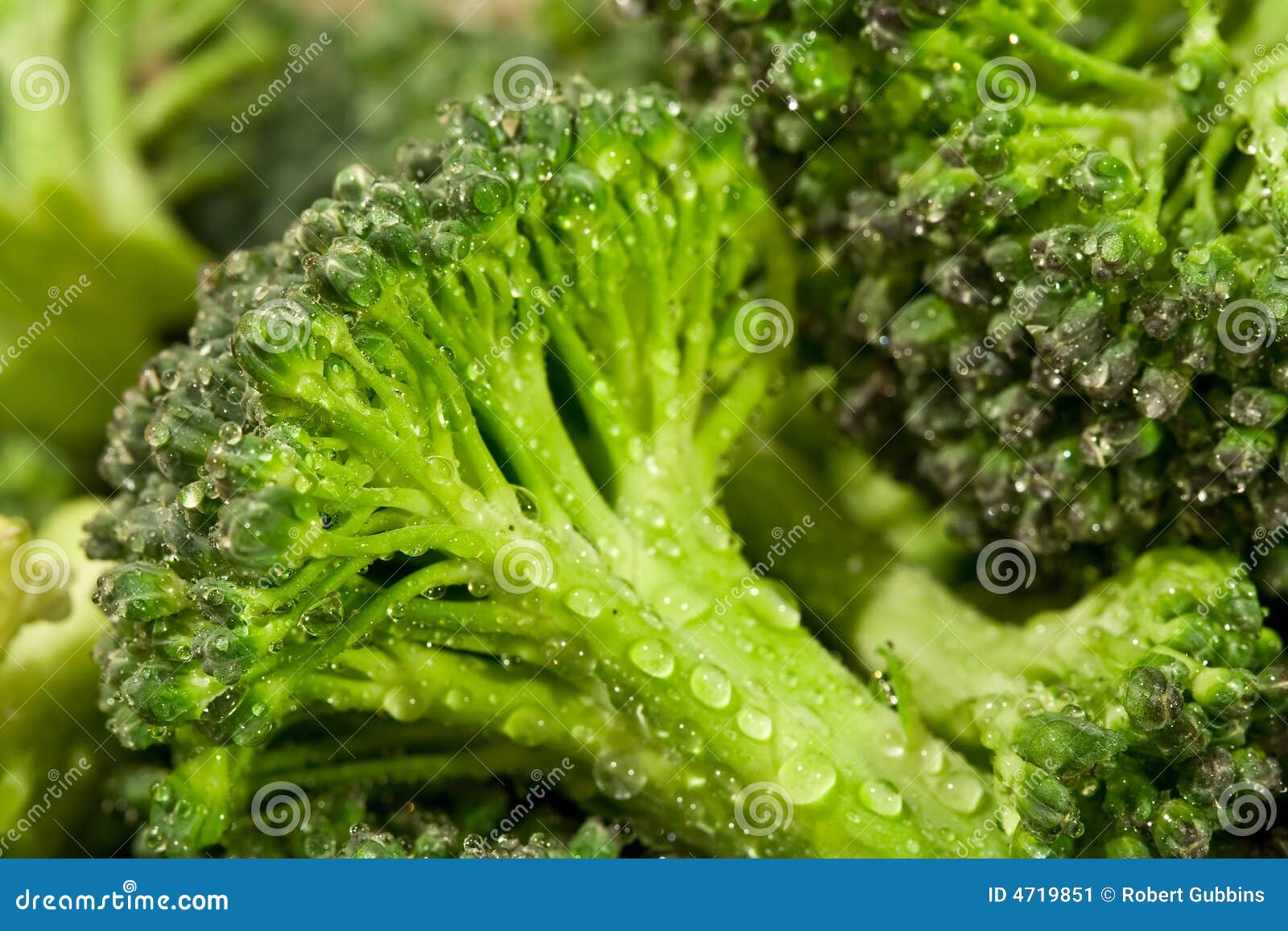 Broccoli water stock image. Image of garden, healthy, dinner 4719851