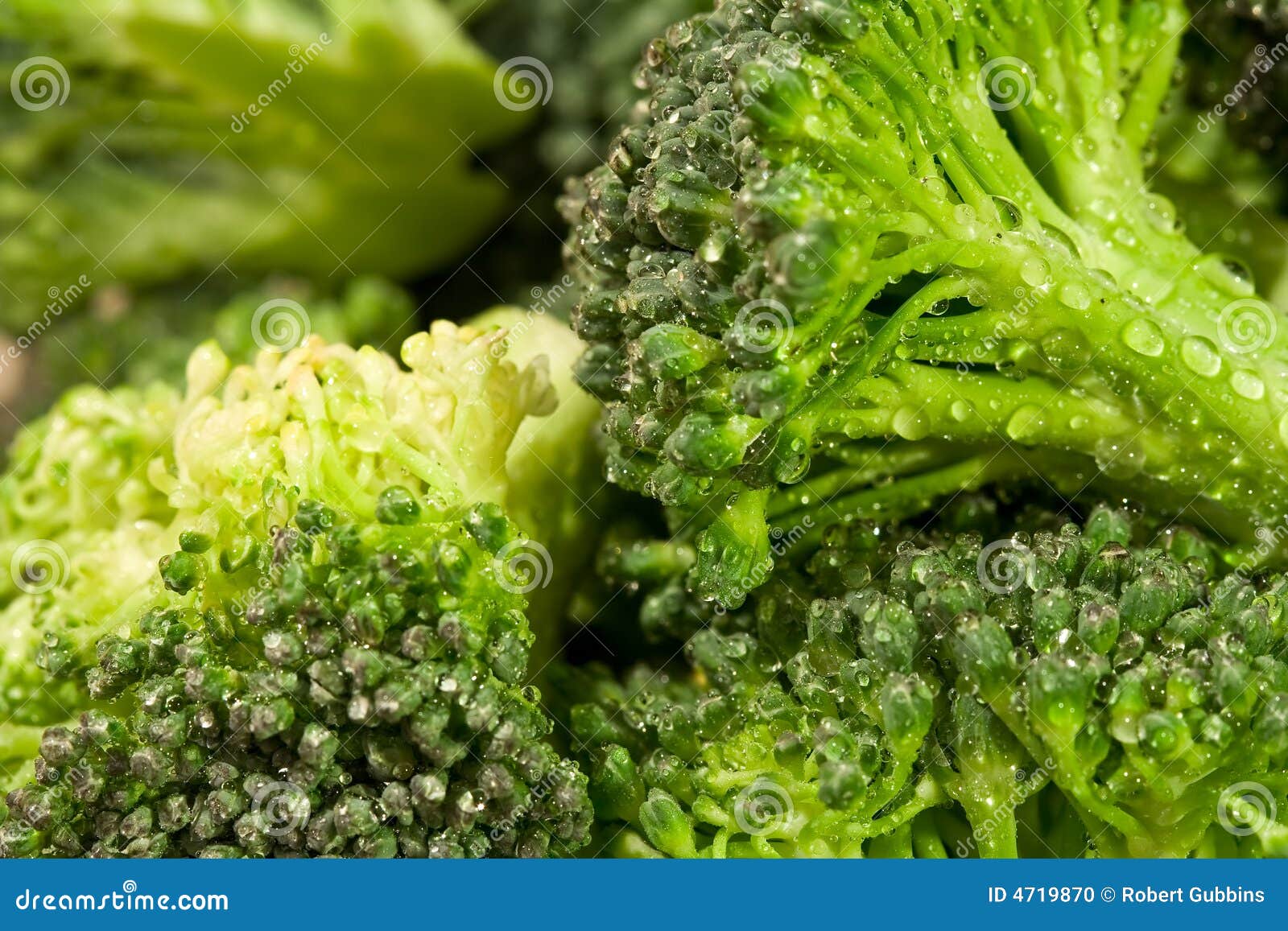 Broccoli water stock photo. Image of calorie, detail, agriculture 4719870