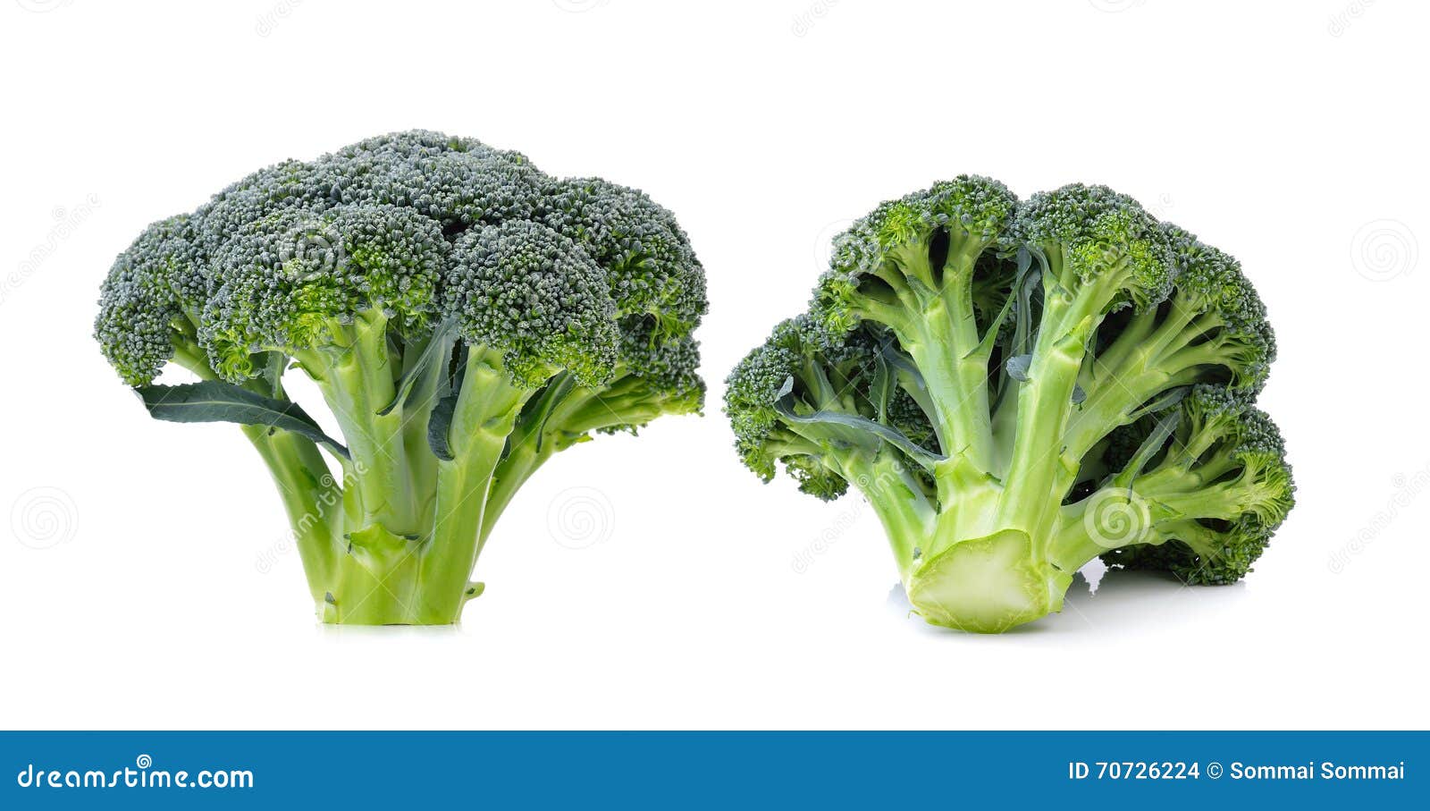 Broccoli on White Background Stock Photo Image of organic, brocolli