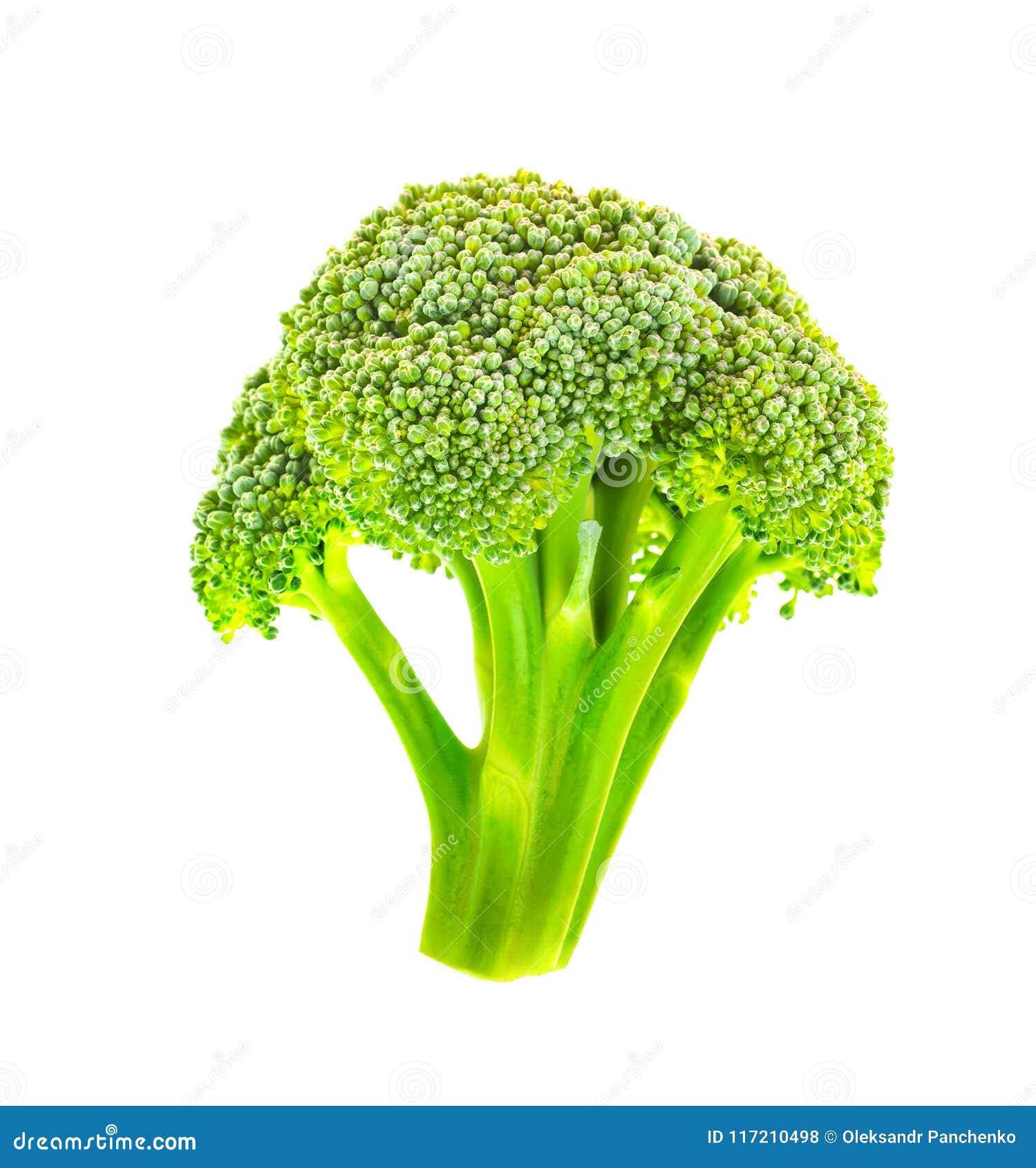 Broccoli on a White Background. Stock Photo Image of background