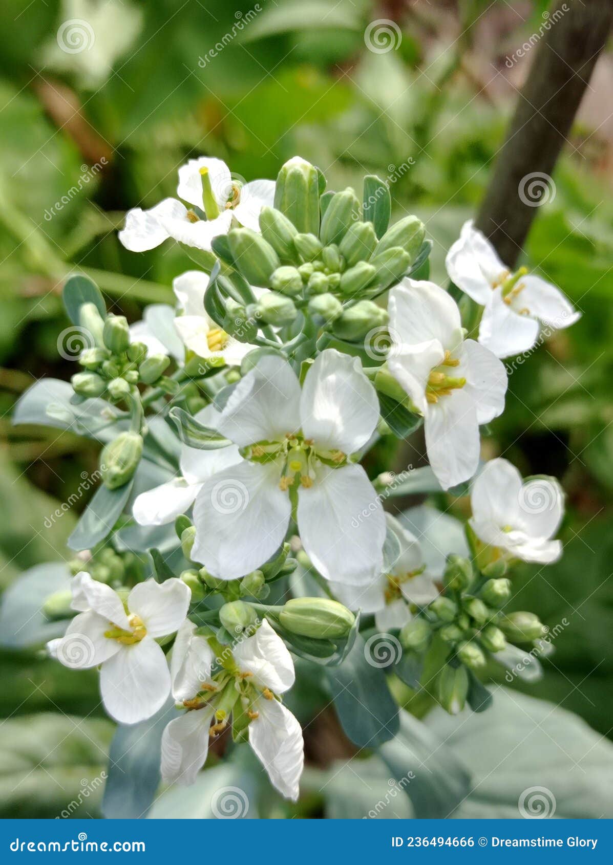 Broccoli White Flower Blooming Stock Photo Image of nature, broccoli