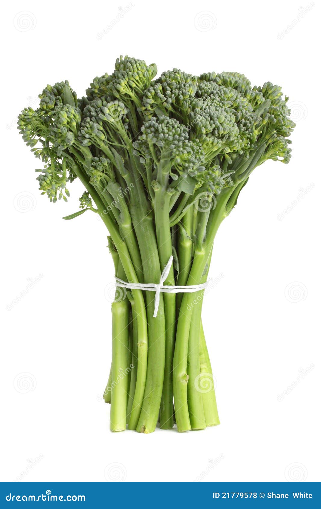 Broccolini stock photo. Image of still, vegetarian, vegetable 21779578