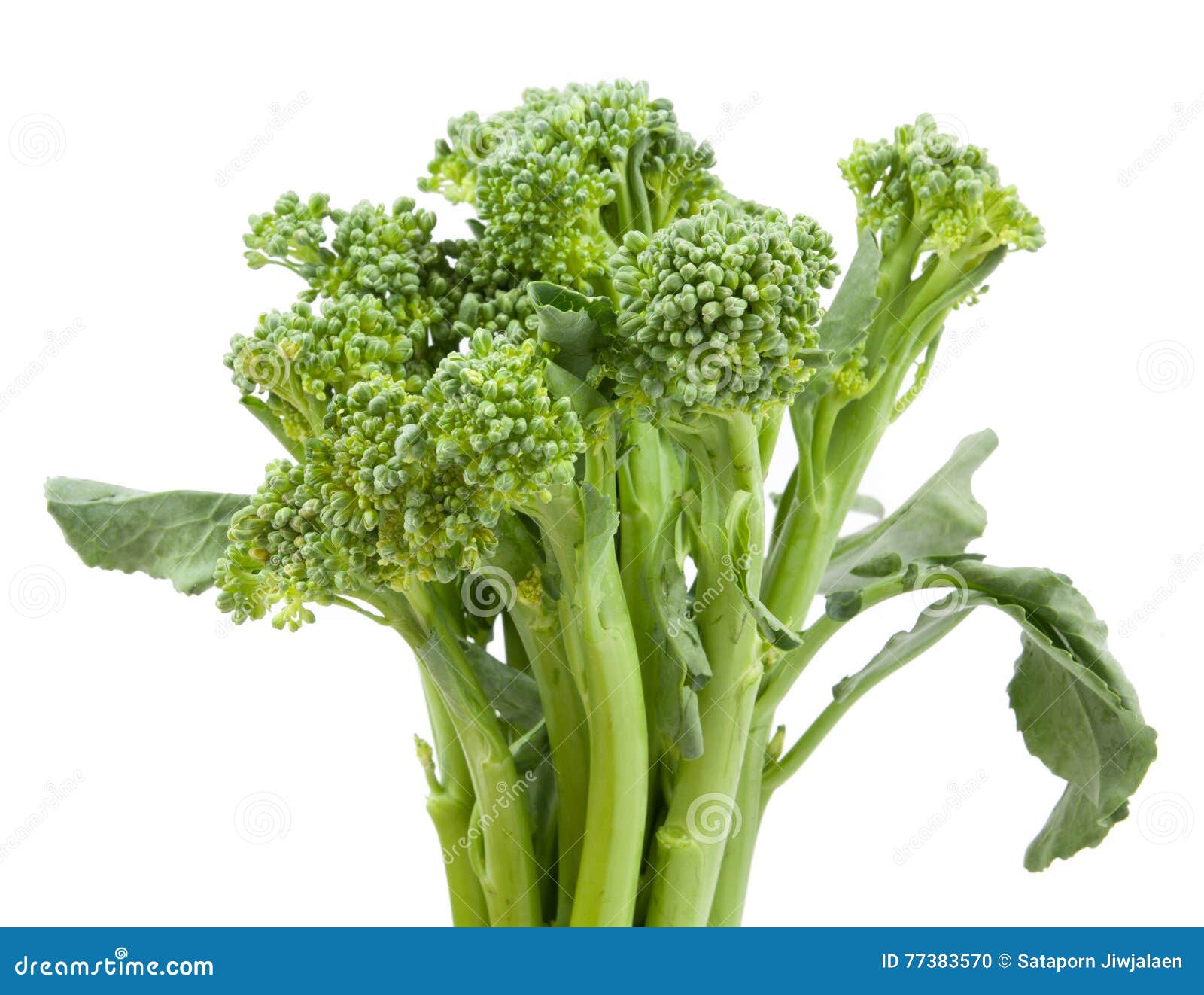 Broccolini Baby Broccoli Isolated Stock Photo Image of diet, closeup