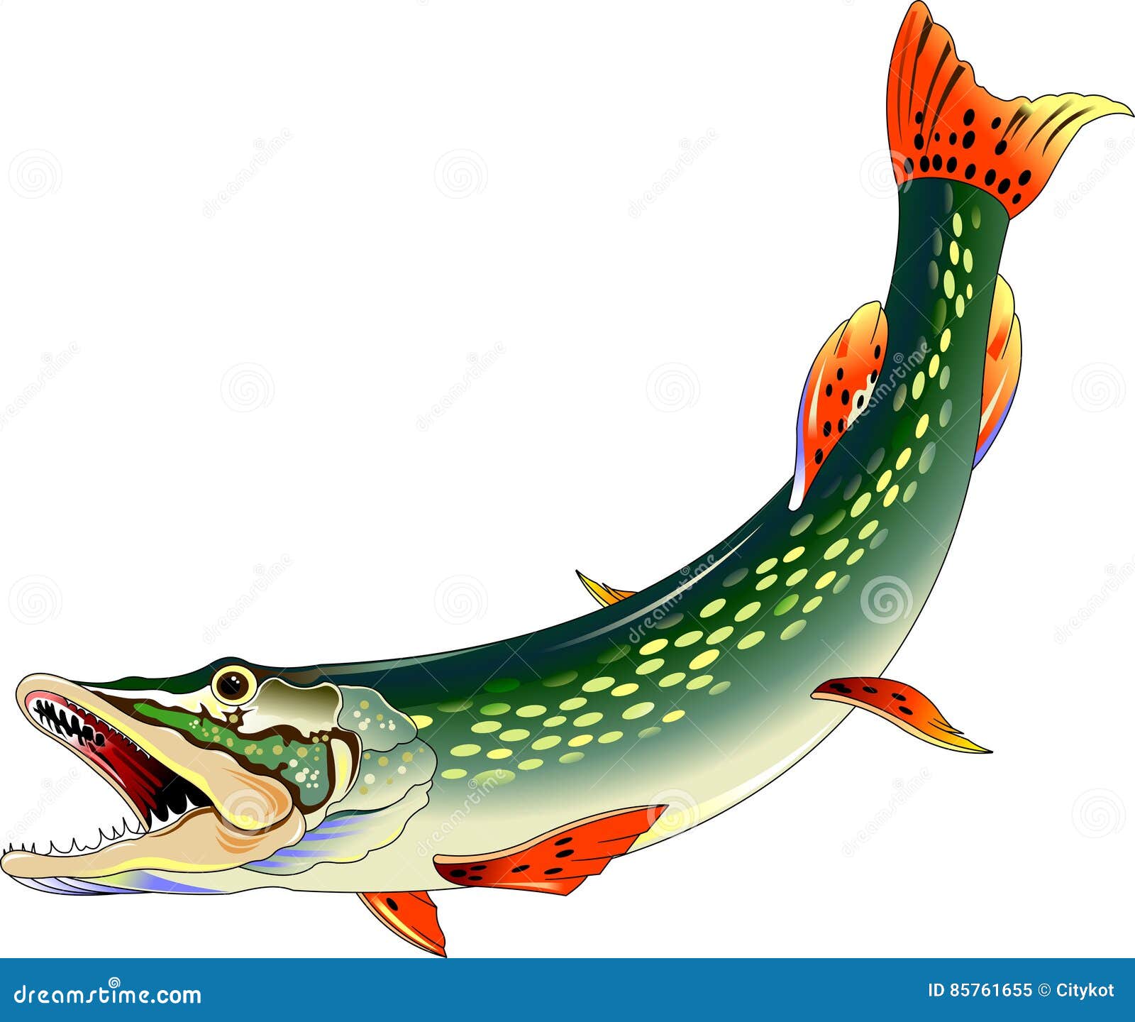 Brochet photos stock Inscription Gratuite