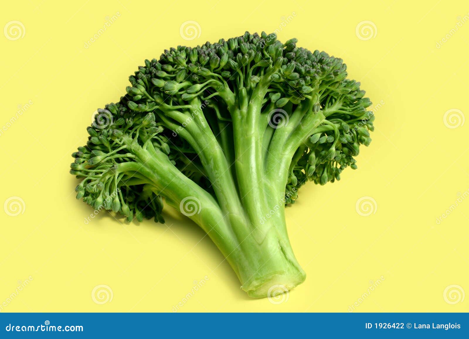 Brocoli stock photo. Image of dinner, vegetable, natural 1926422