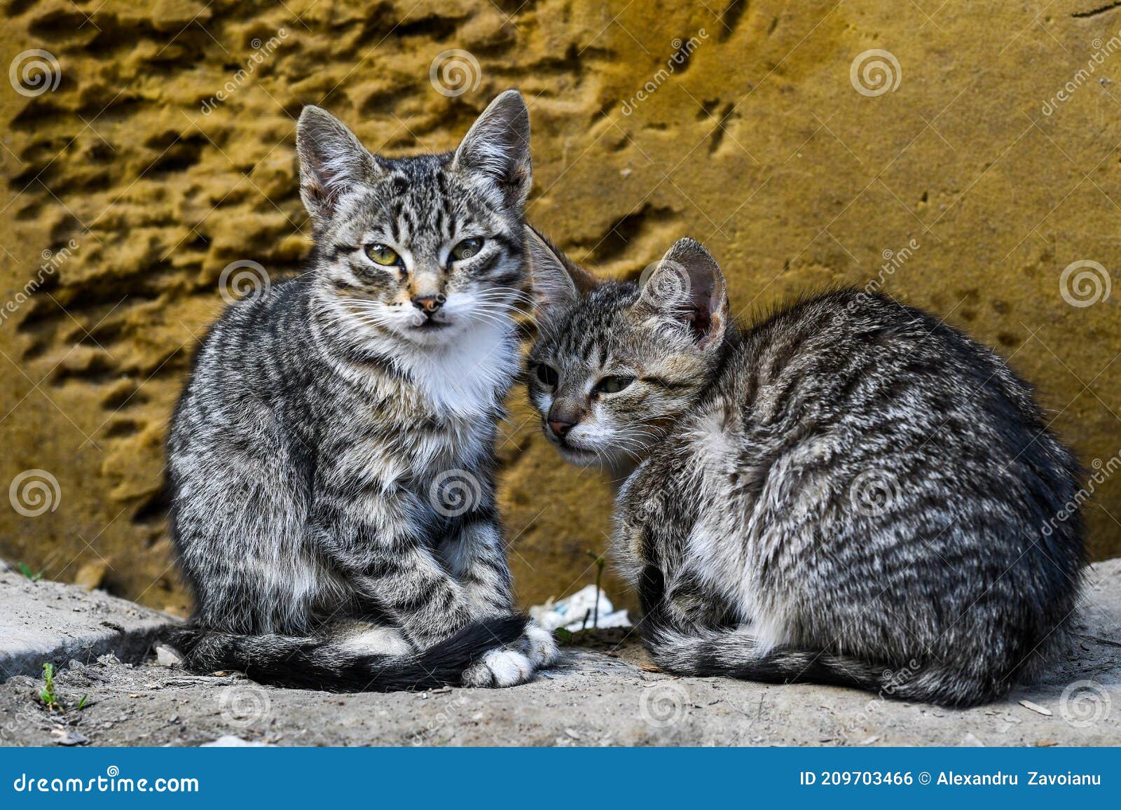 Broer En Zus Katten Stock Foto. Image Of Mooi, Verbazingwekkend - 209703466