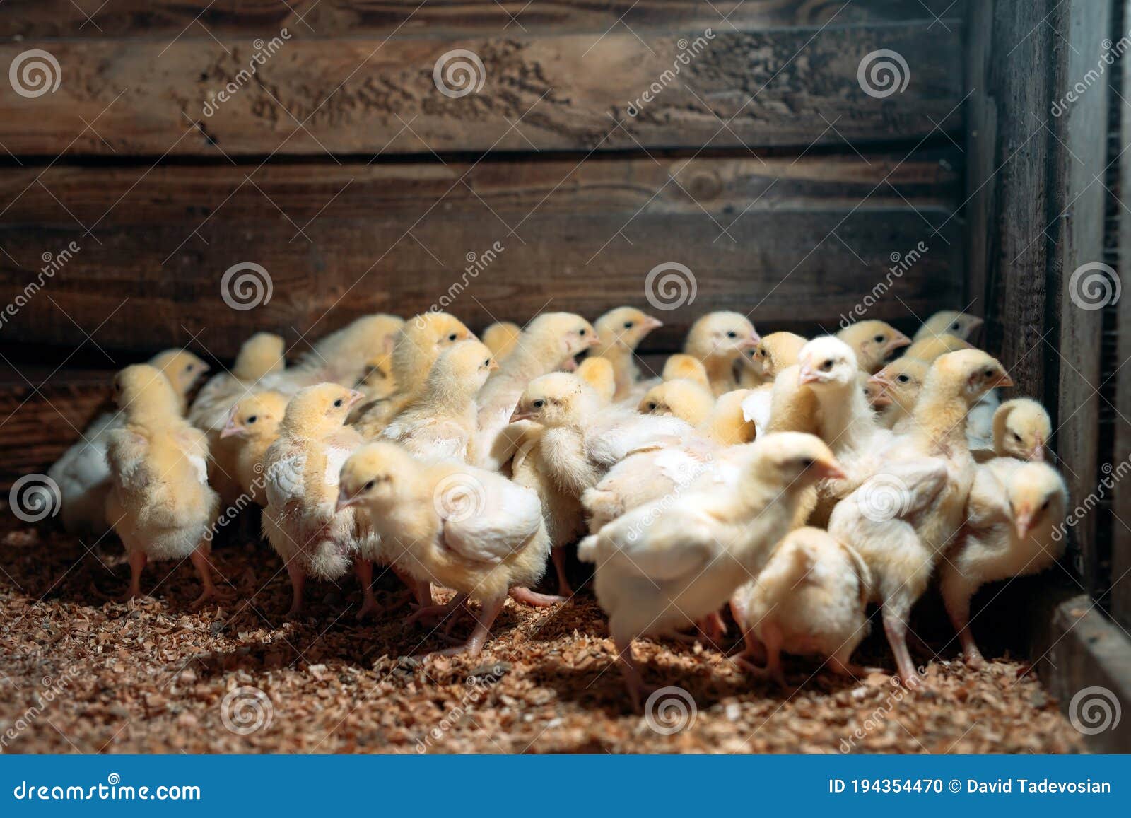 Broiler Chicken Chicks at the Poultry Farm. Stock Photo Image of