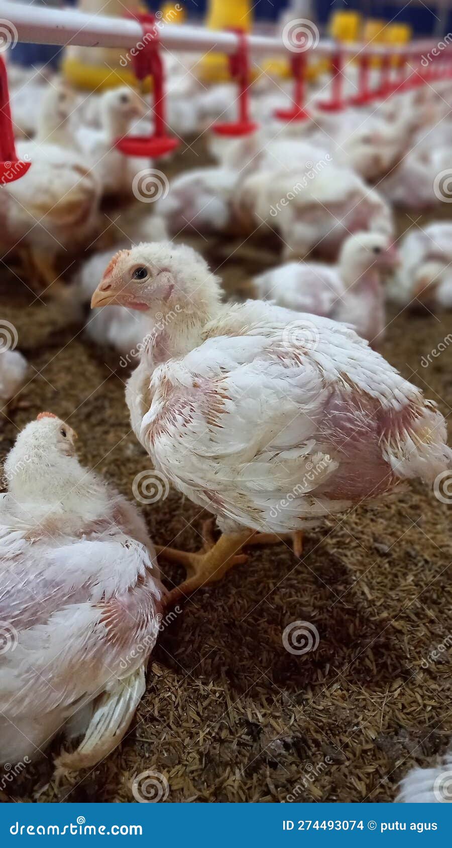 broiler chickens 21 days olds