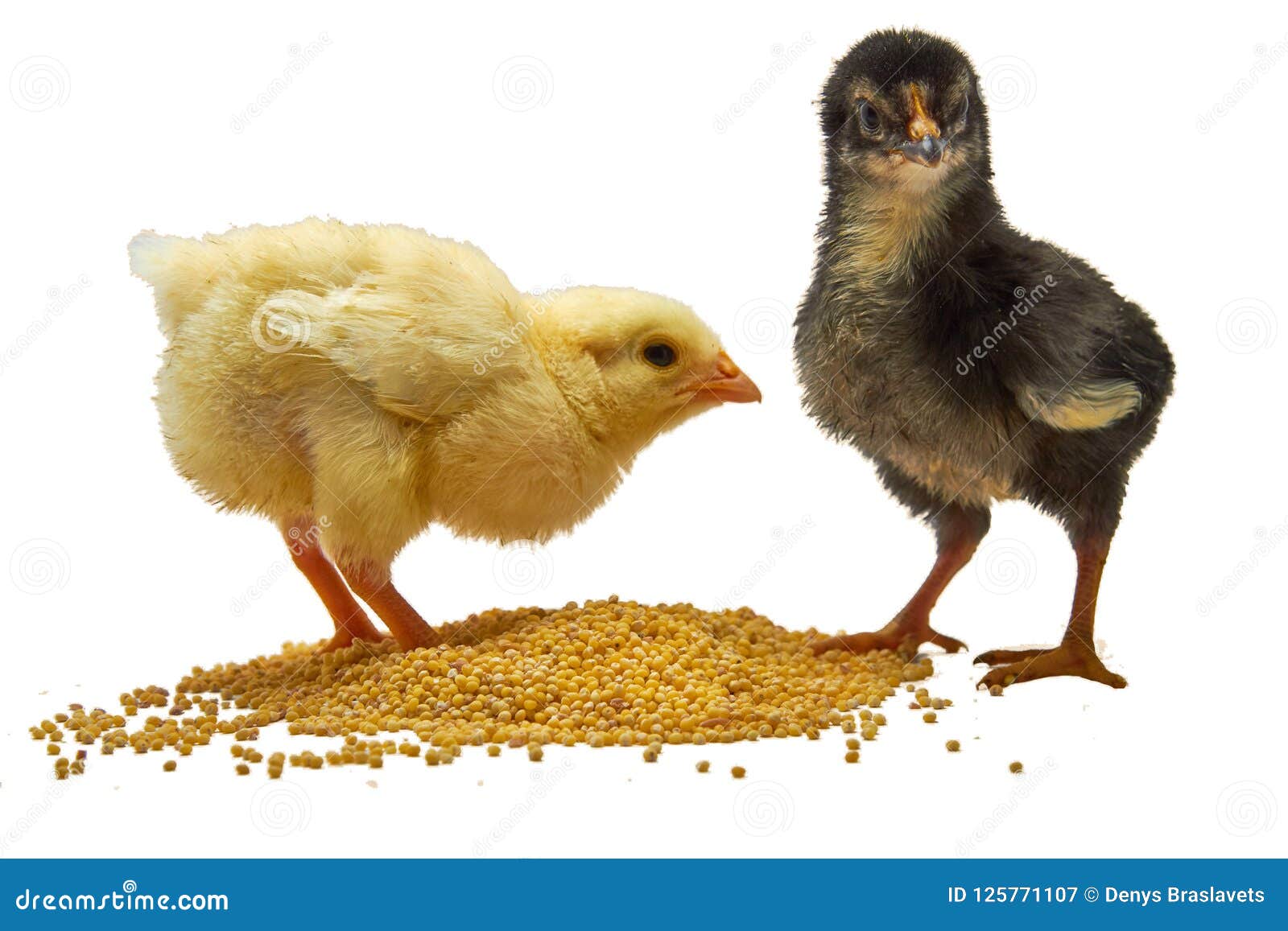 Two Broilers Small Chicken Eats Grain Isolated on White. Stock Image