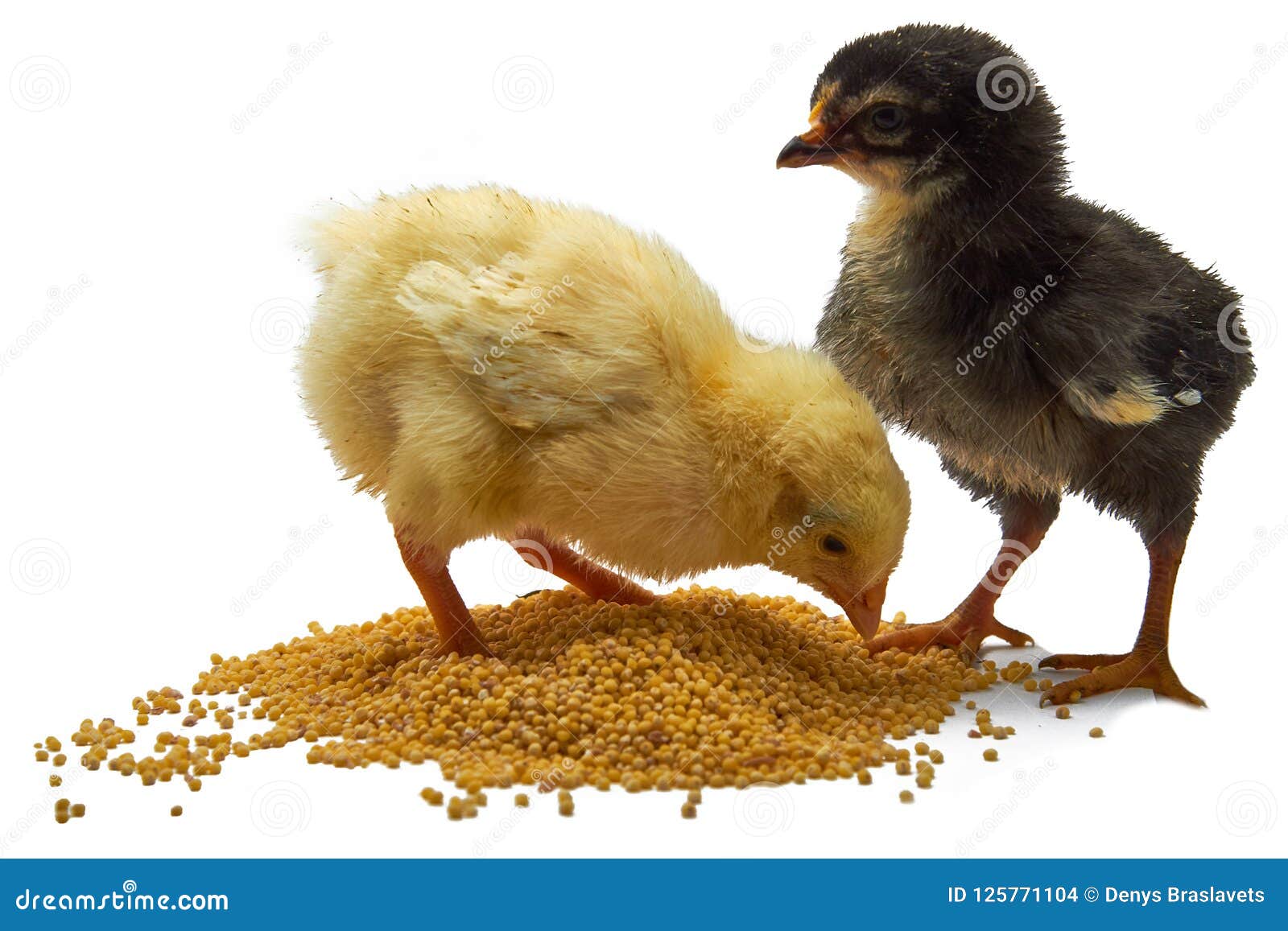 Two Broilers Small Chicken Eats Grain Isolated on White. Stock Photo - Image of broiler, animal: 125771104 Two Broilers Small Chicken Eats Grain Isolated on White. Stock Photo - Image of broiler, animal: 125771104