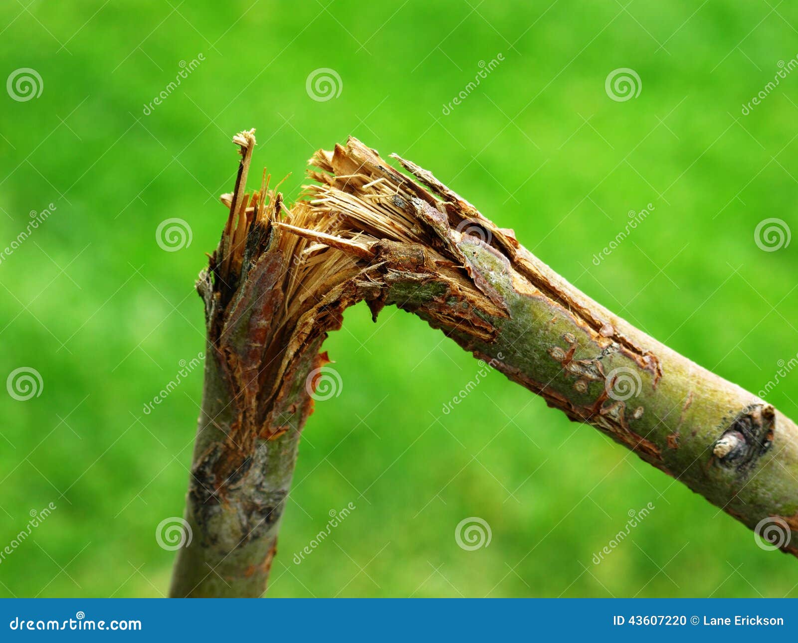 broken branch from storm destruction