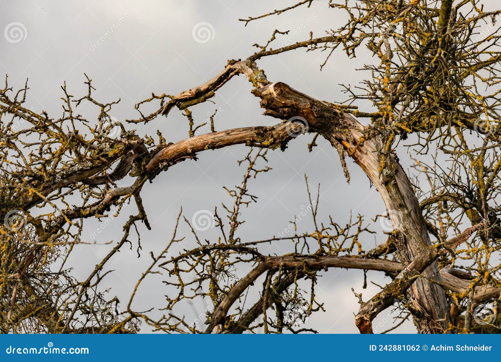 broken branches on an old fruit tree after a strong storm