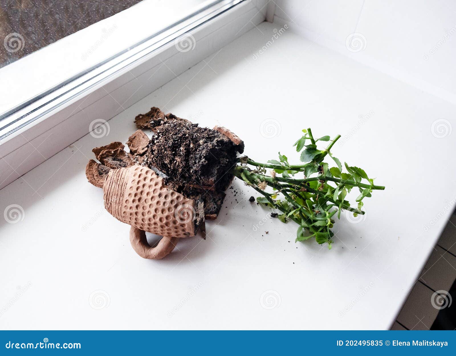 Broken Ceramic Flower Pot on White Windowsill Stock Image Image of