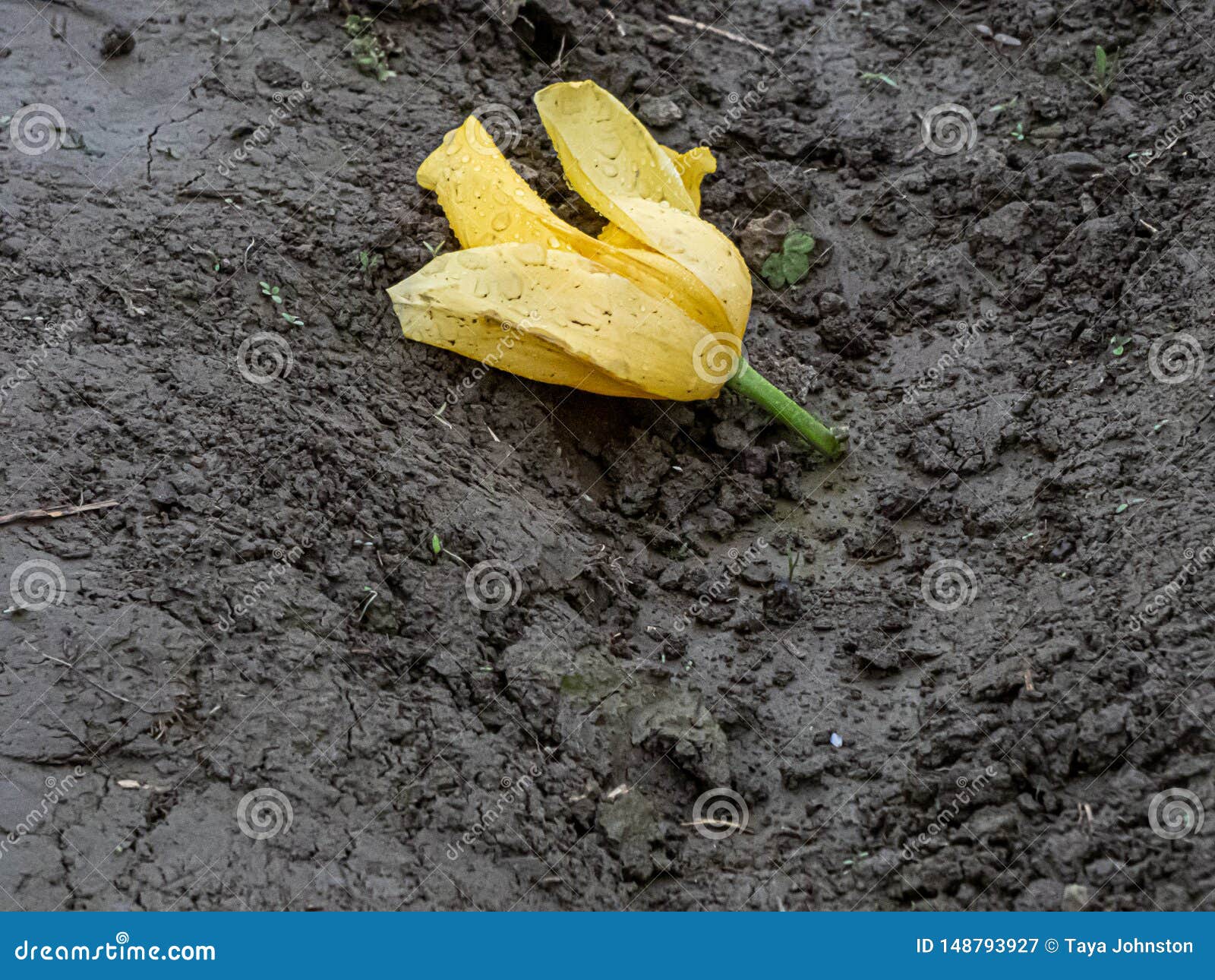 Broken Damaged Bloom of Yellow Tulip Laying in Mud Pile Stock Image Image of garden, blossom