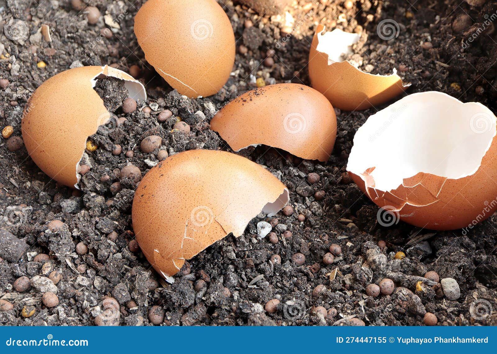 Broken Egg Shells on Soil. Using Eggshell As a Fertilizer. Recycling