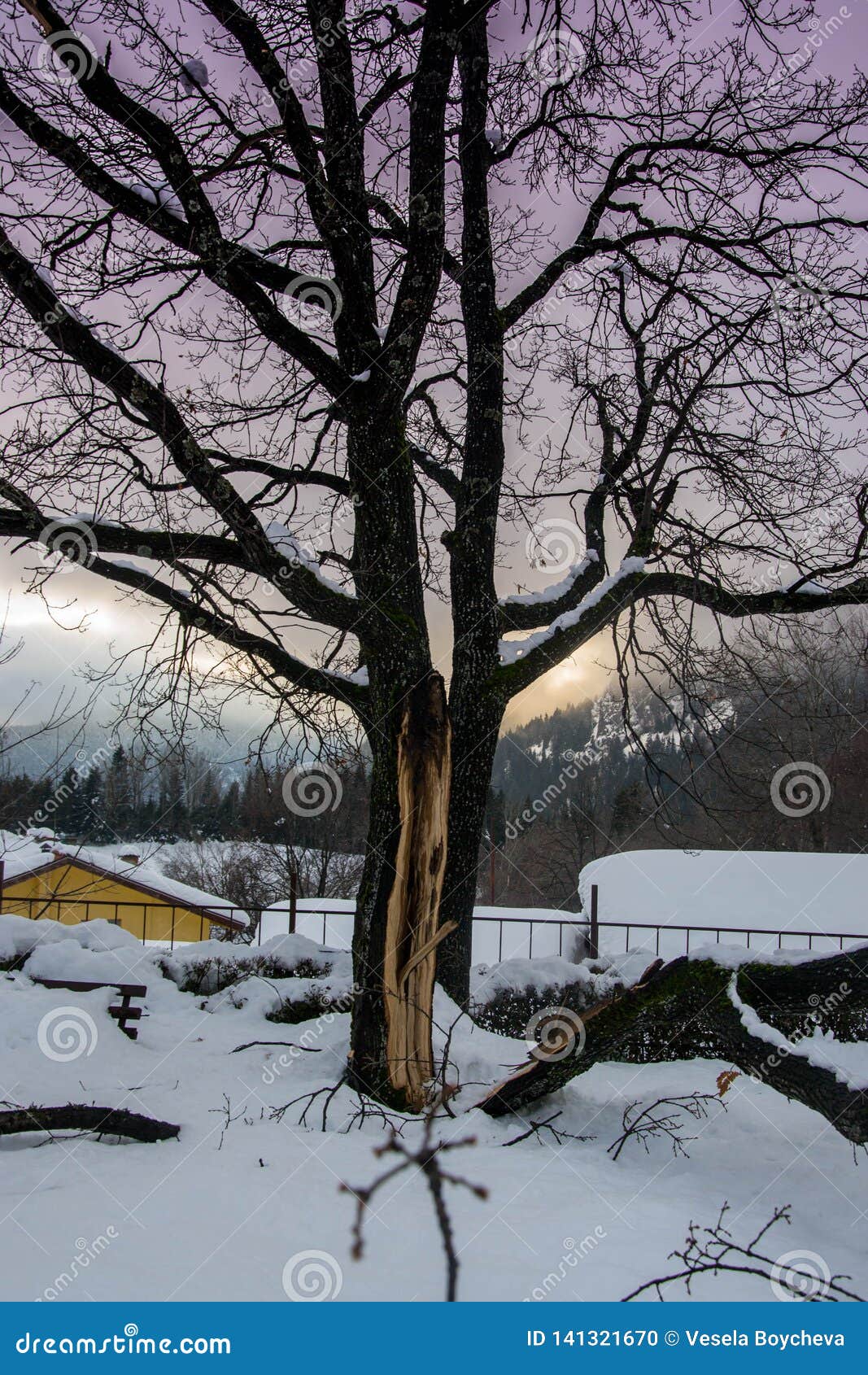 broken fallen snow covered tree in winter, single tree, snow blizard, cold weather in winter season, disaster