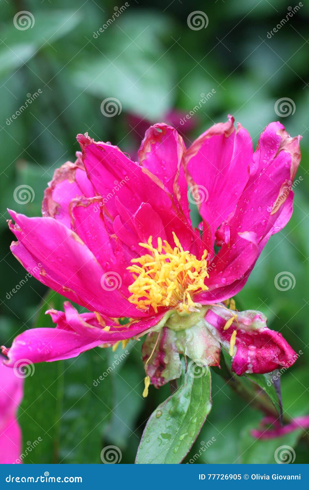 Broken flower stock image. Image of hard, color, nature 77726905