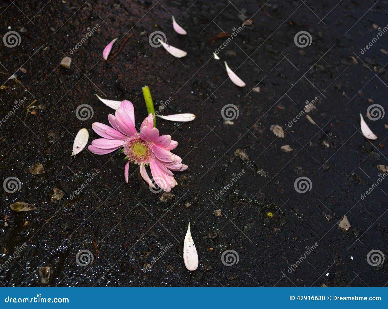 Broken flower stock photo. Image of broken, pavement 42916680