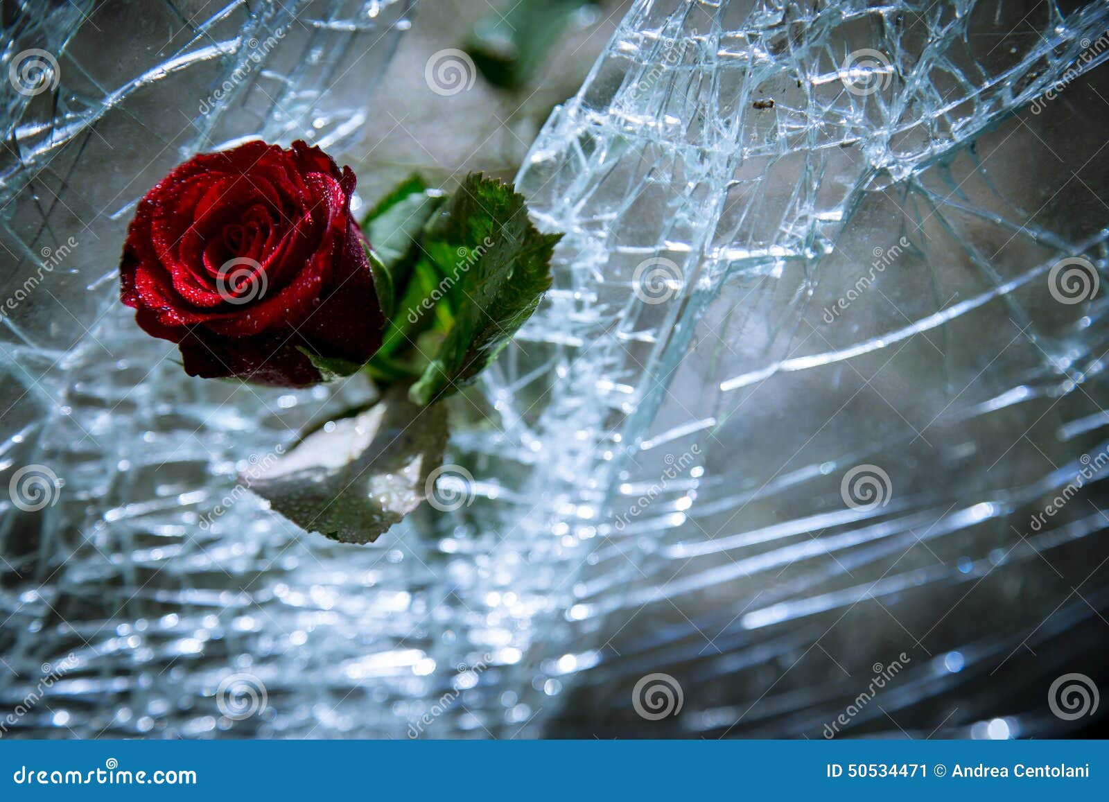 31,894 Glass Roses Stock Photos - Free & Royalty-Free Stock Photos from  Dreamstime