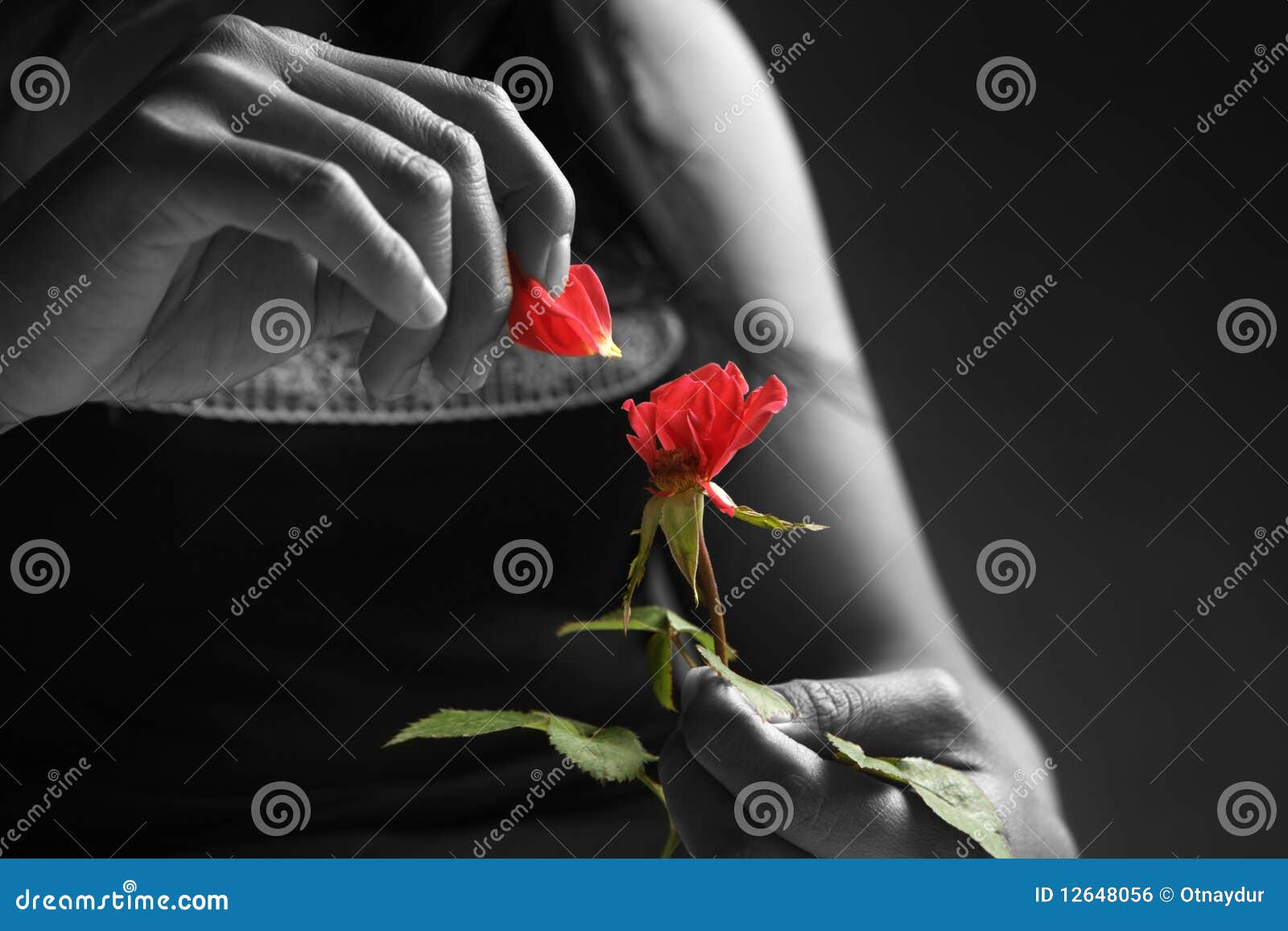 Broken Heart Girl Picking Rose Petals Stock Photo - Image of ...
