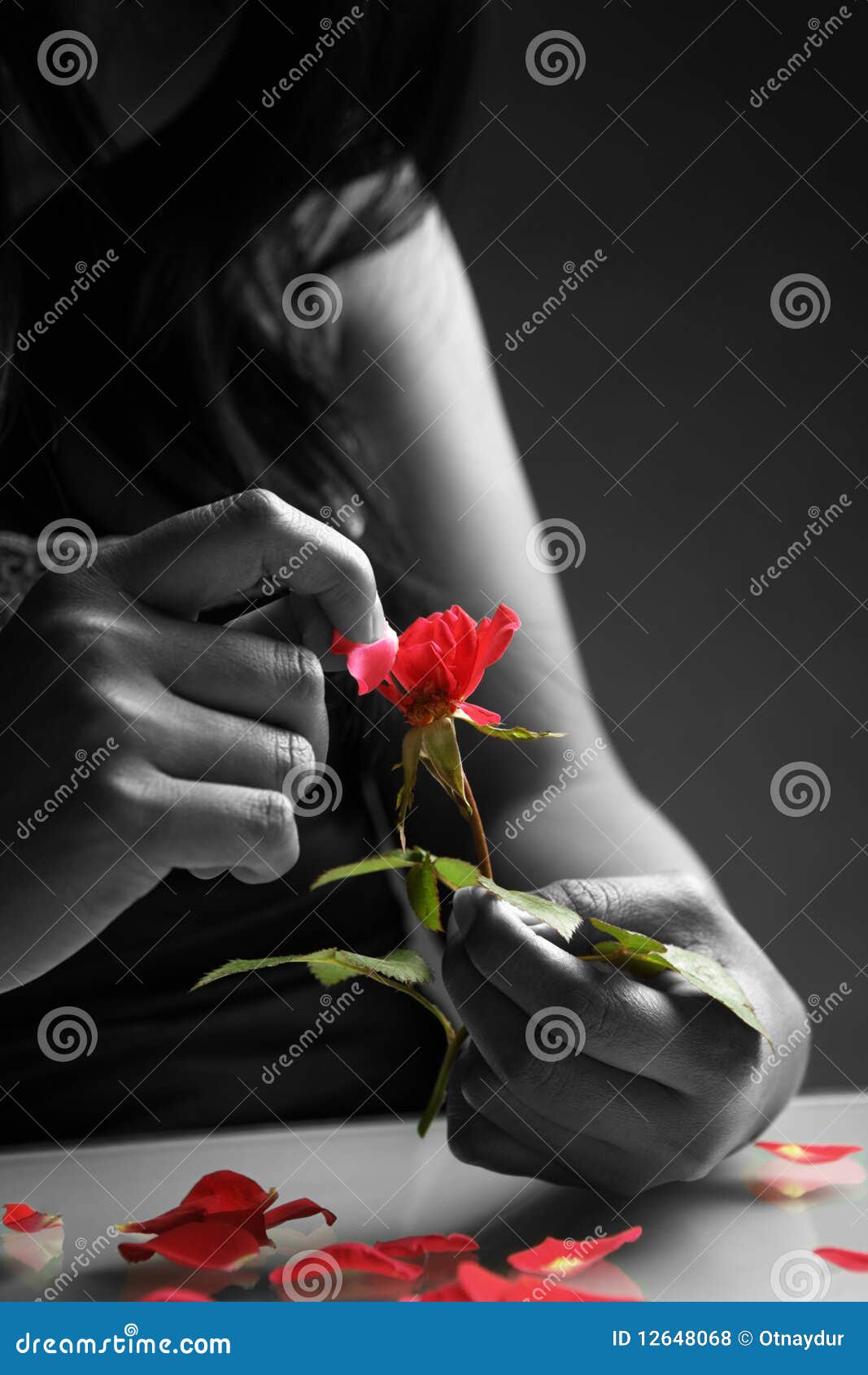 Broken Heart Girl Picking Rose Petals Stock Photo - Image of ...
