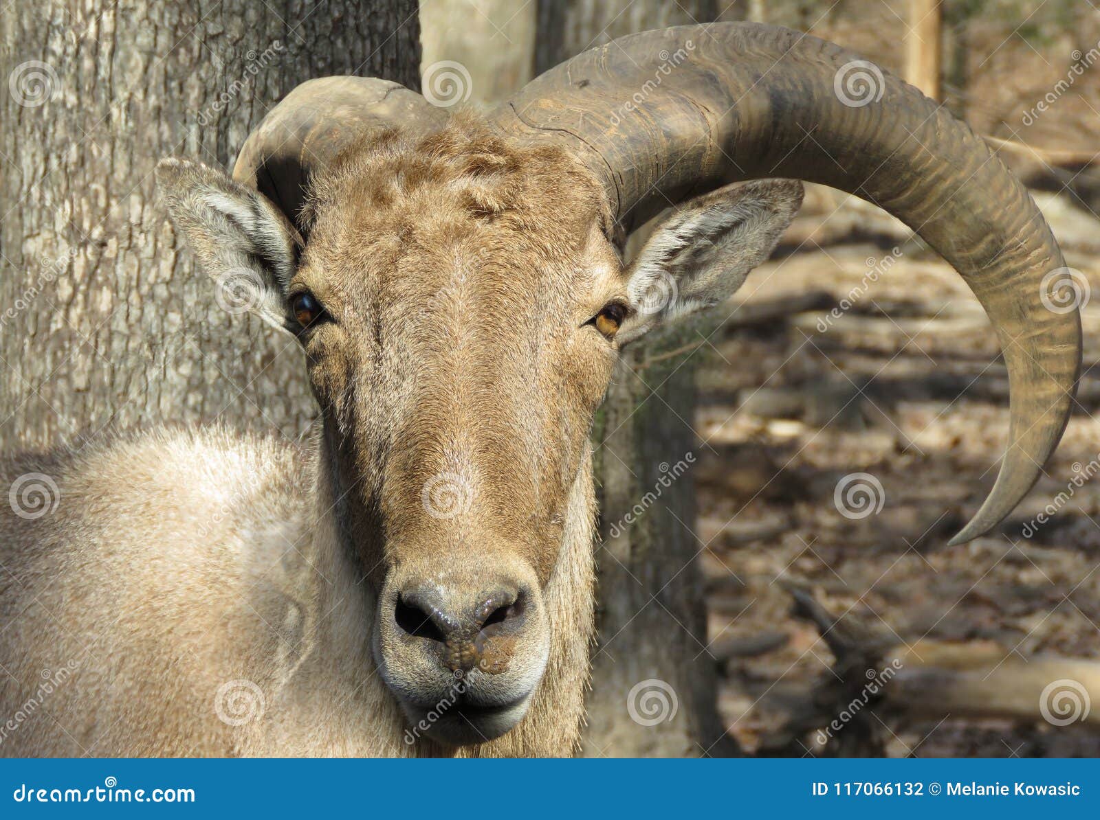Broken Horns on Ram Close Up Stock Photo Image of horns, nature