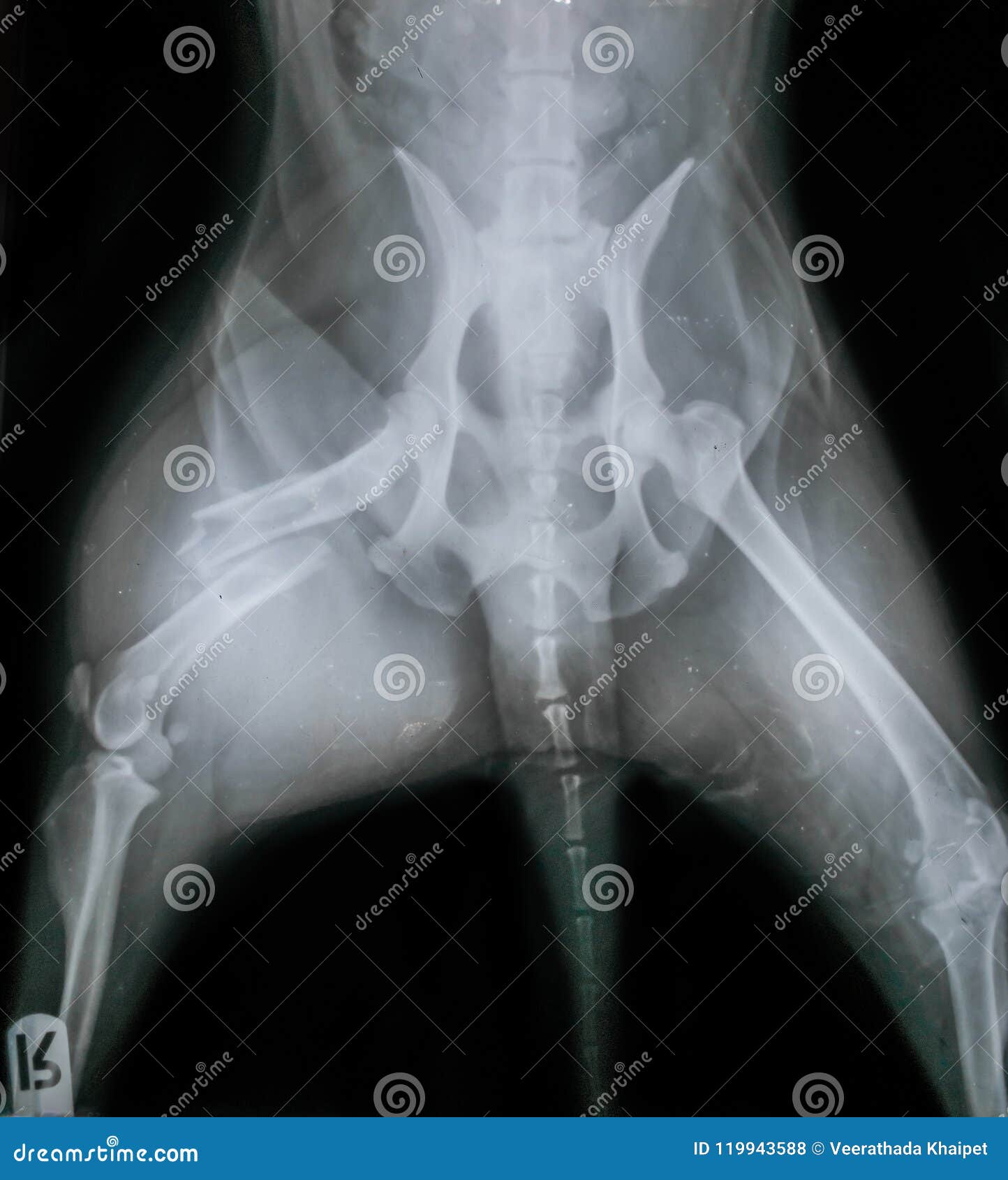 how much is a xray on a dogs leg