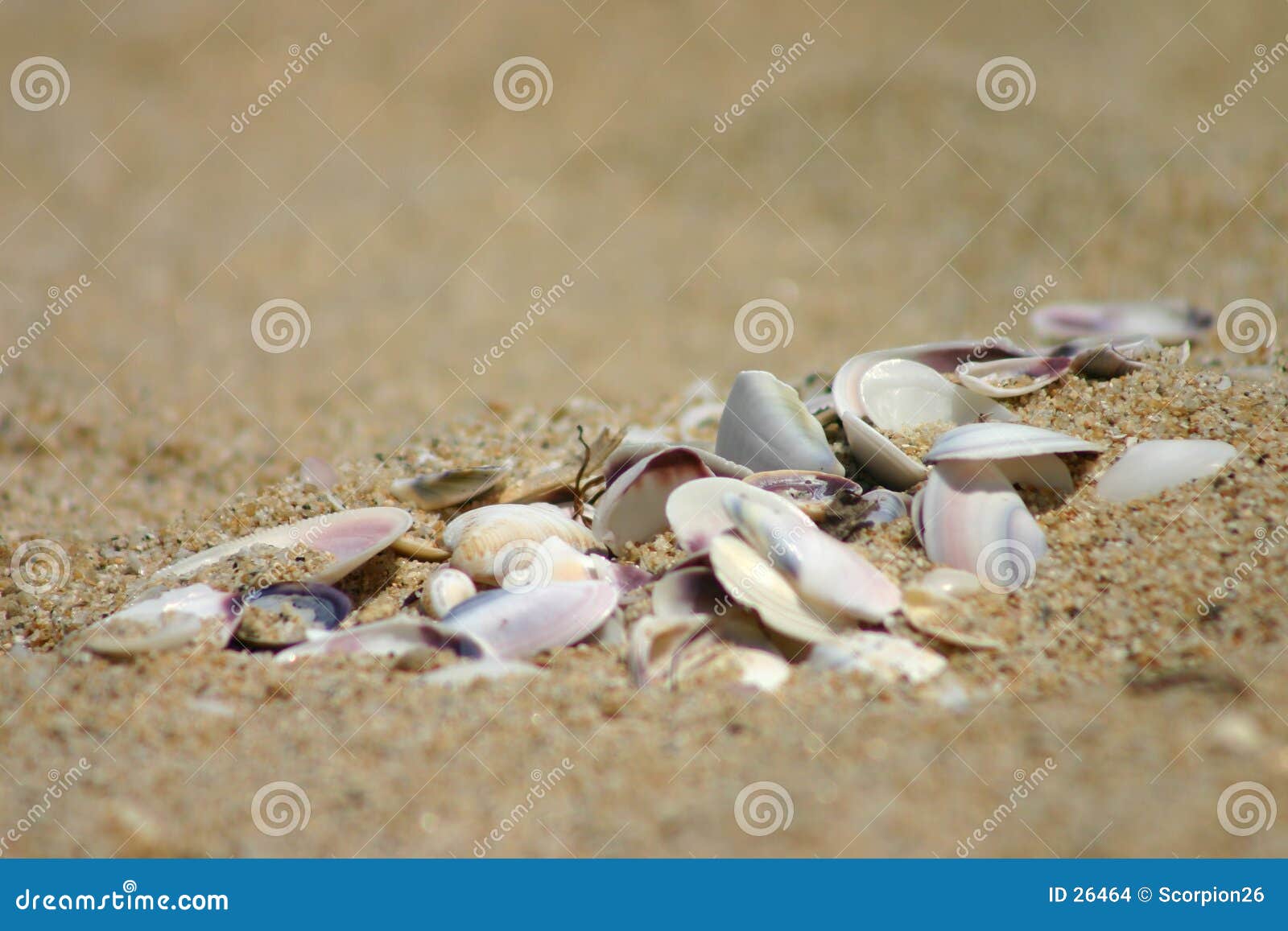 Broken mussels stock photo. Image of water, holiday, oysters 26464