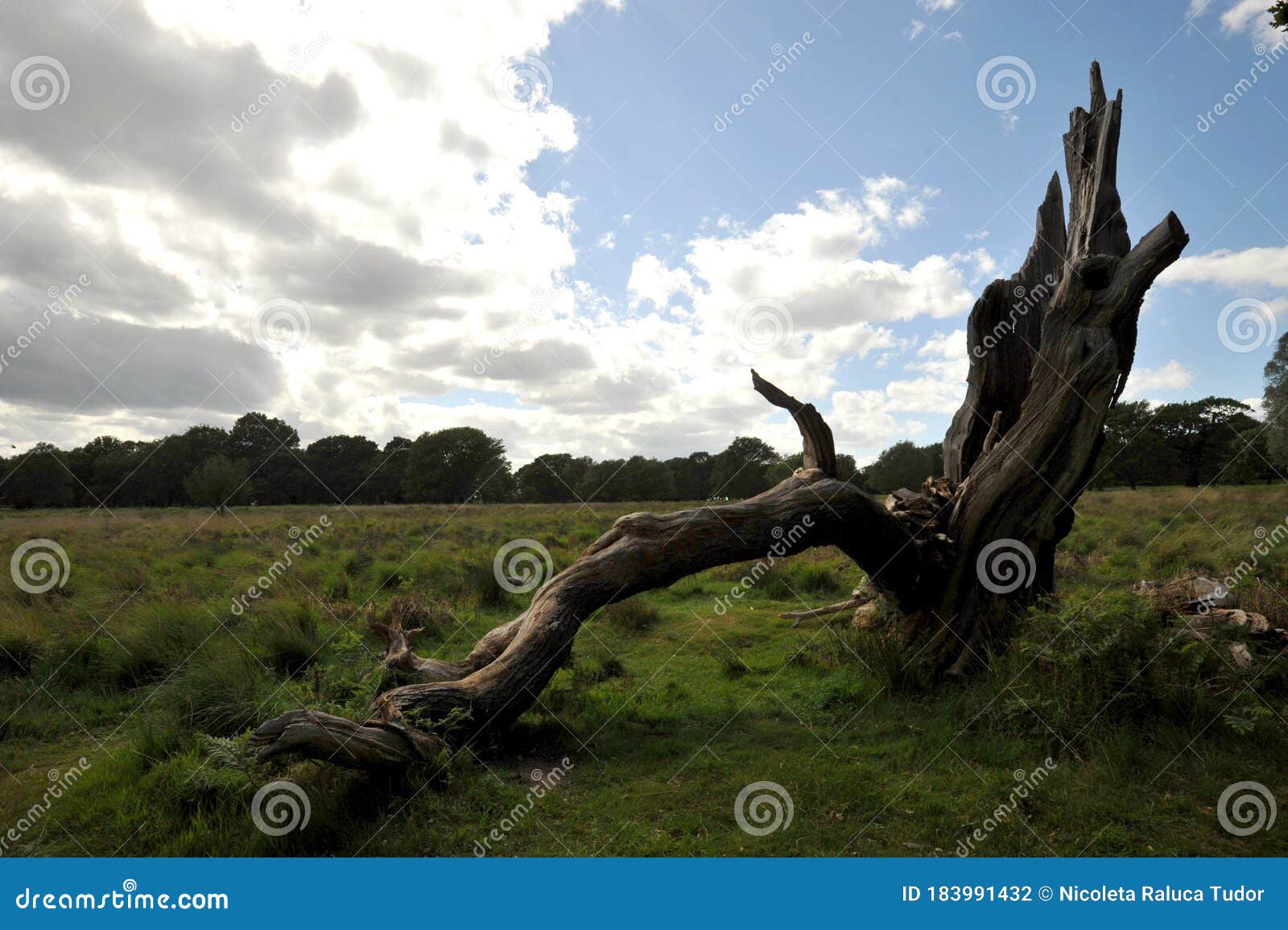 Broken Conceptual Image with Dead Tree and Young Healthy Near it in Richmond Park London Stock Photo - of green, 183991432