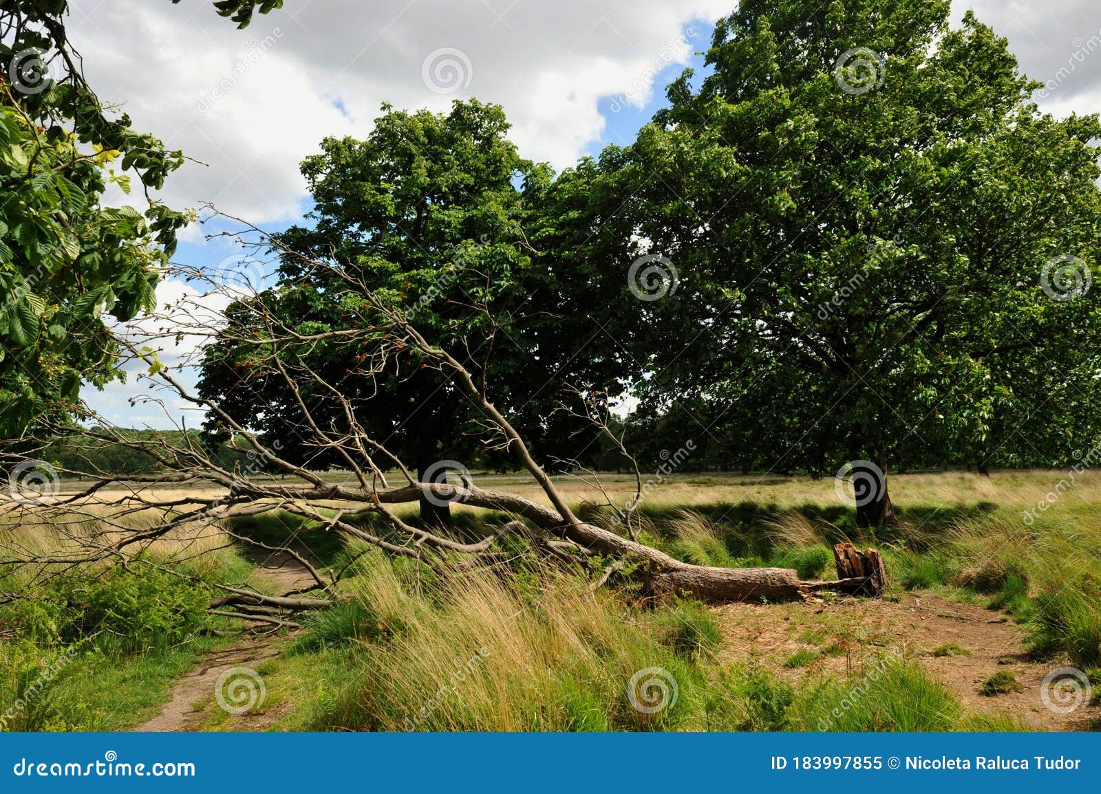 Broken Nature Conceptual Image with Dead Tree and Young Trees Near it in Park London Stock Image - Image of home, english: 183997855