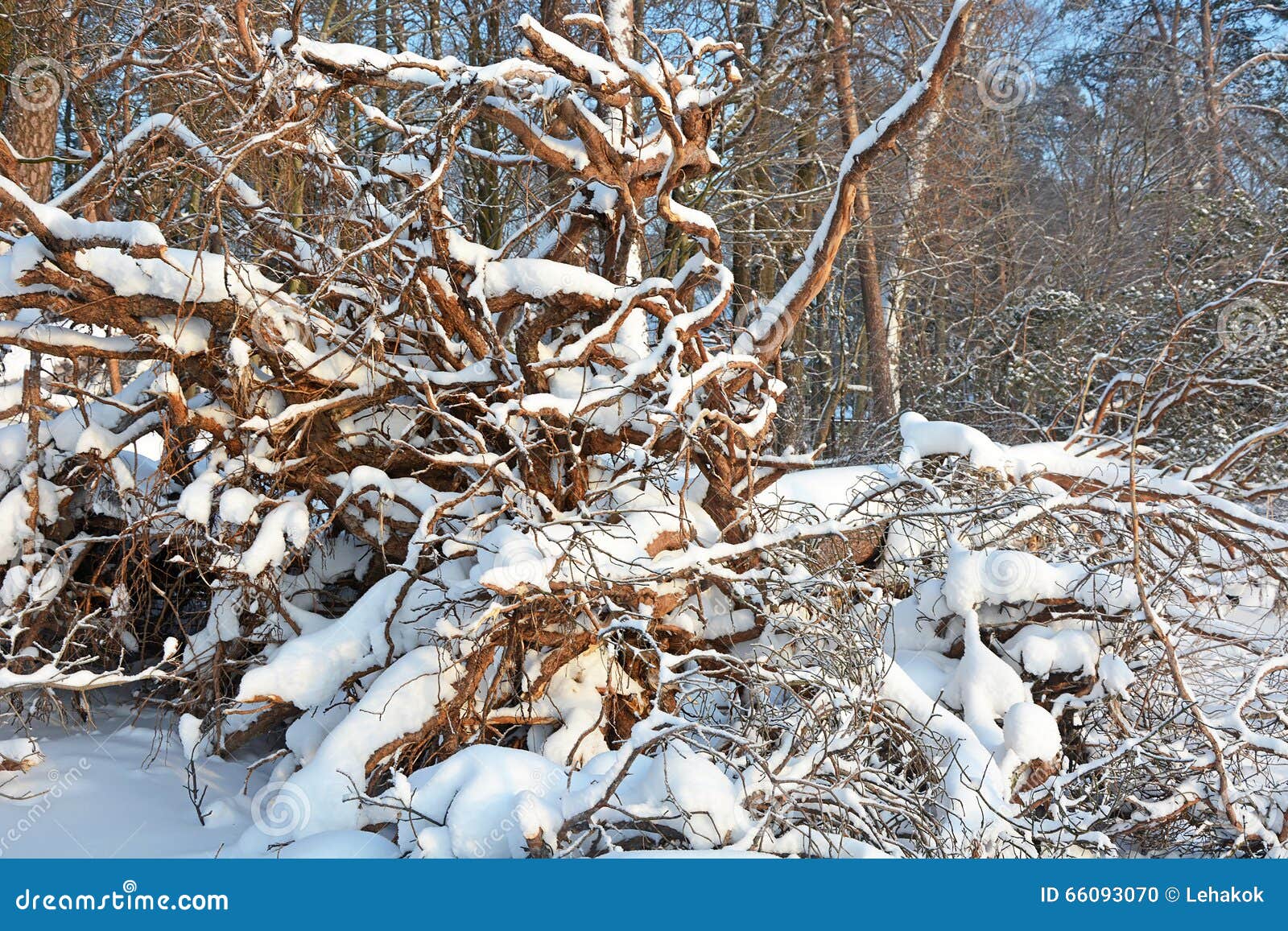 Broken pine tree stock photo. Image of covered, pattern 66093070