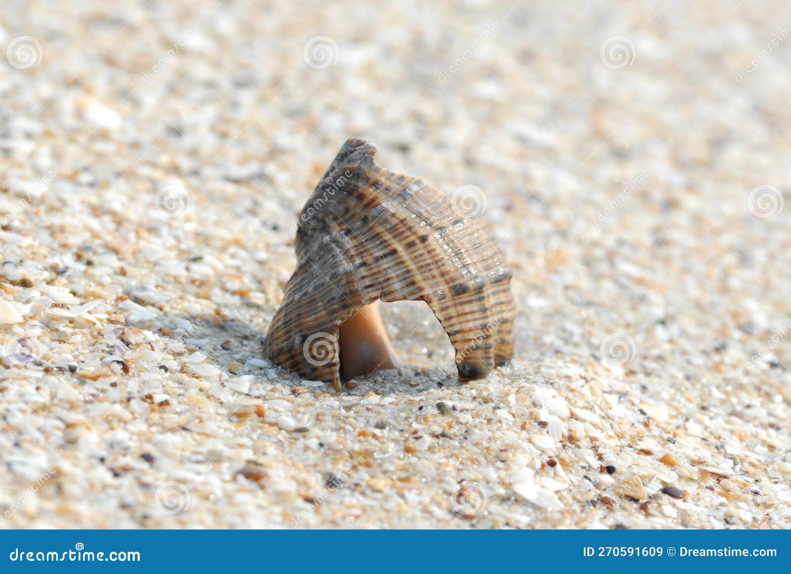 a broken rapana snail shell