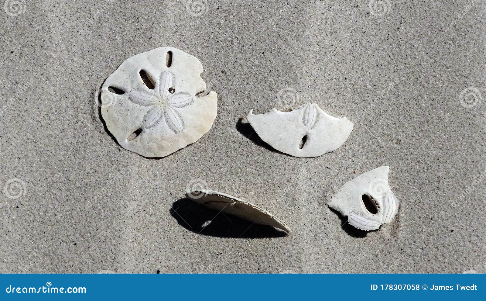 broken sand dollar fossils on sandy beach sunny day in the gulf of mexico