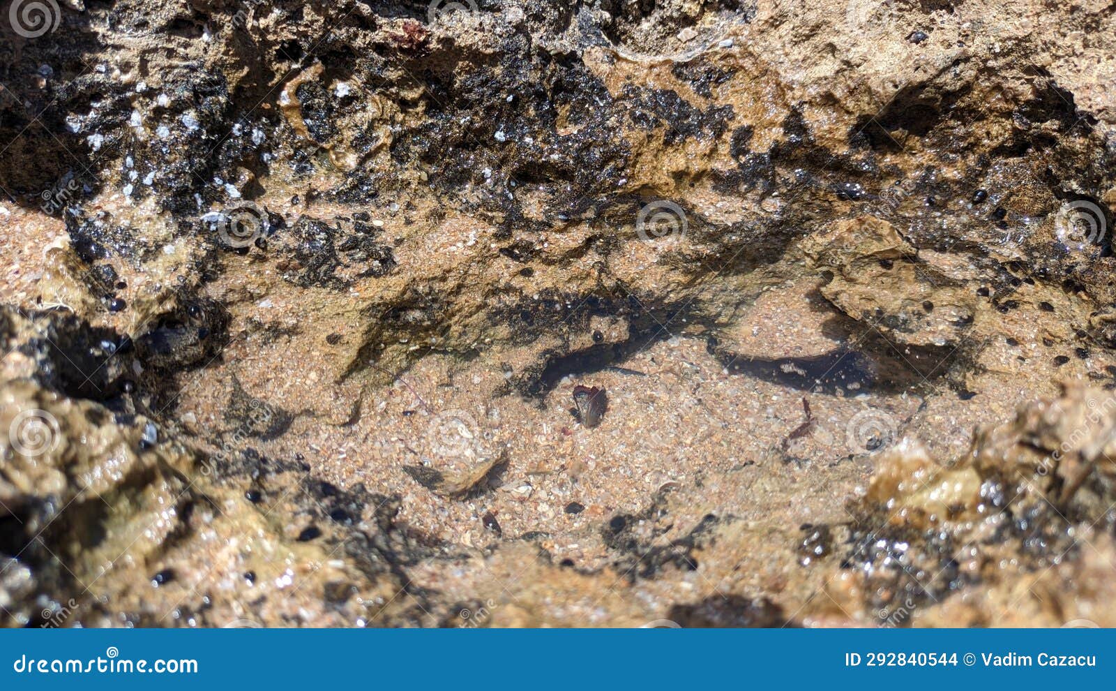Broken Shell Fragments and Mussel Shells Stand in the Water in the