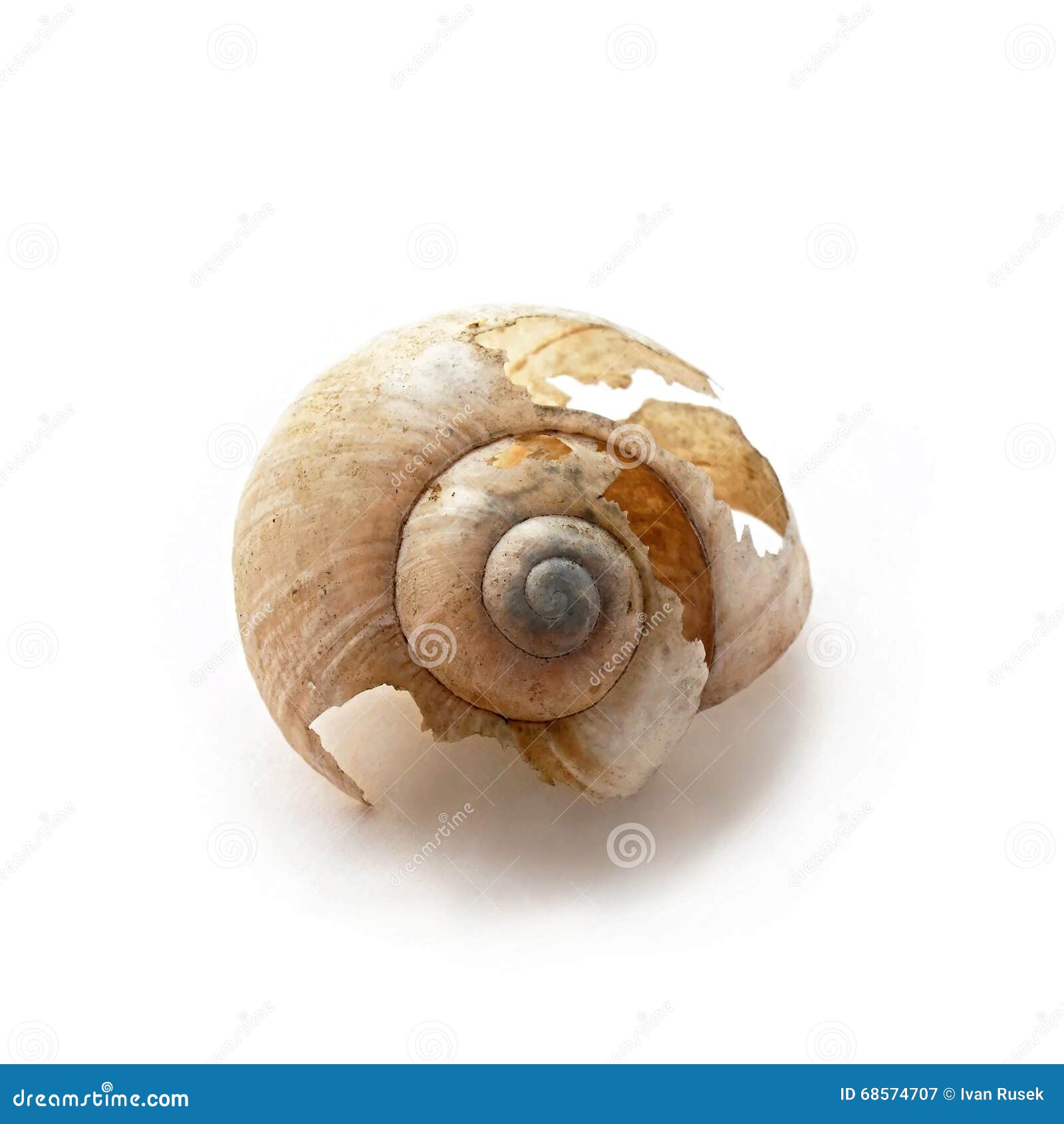 Broken snails conch stock image. Image of gooey, white 68574707