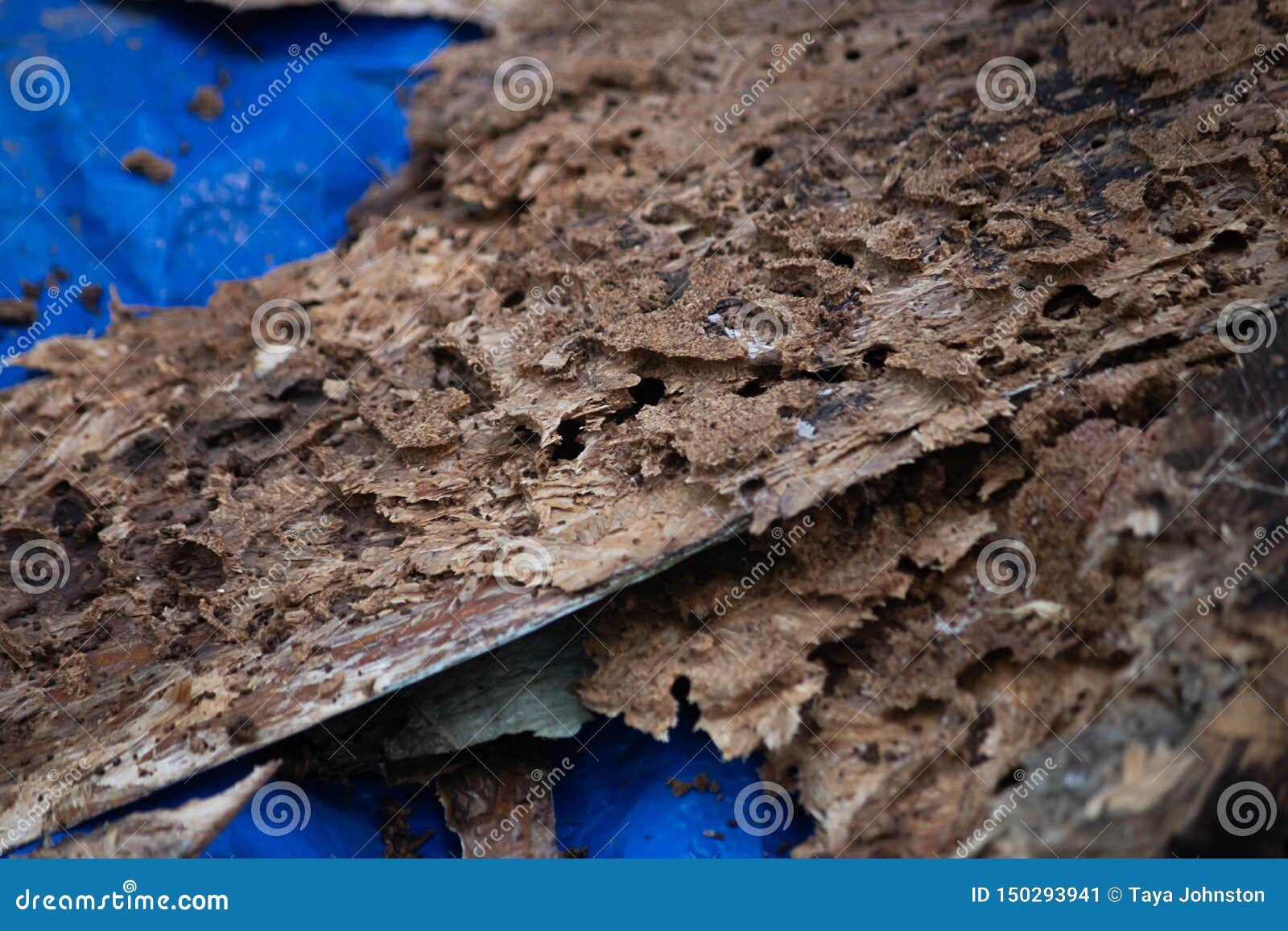 Broken Stripped Siding with Termite Damage and Texture Stock Image
