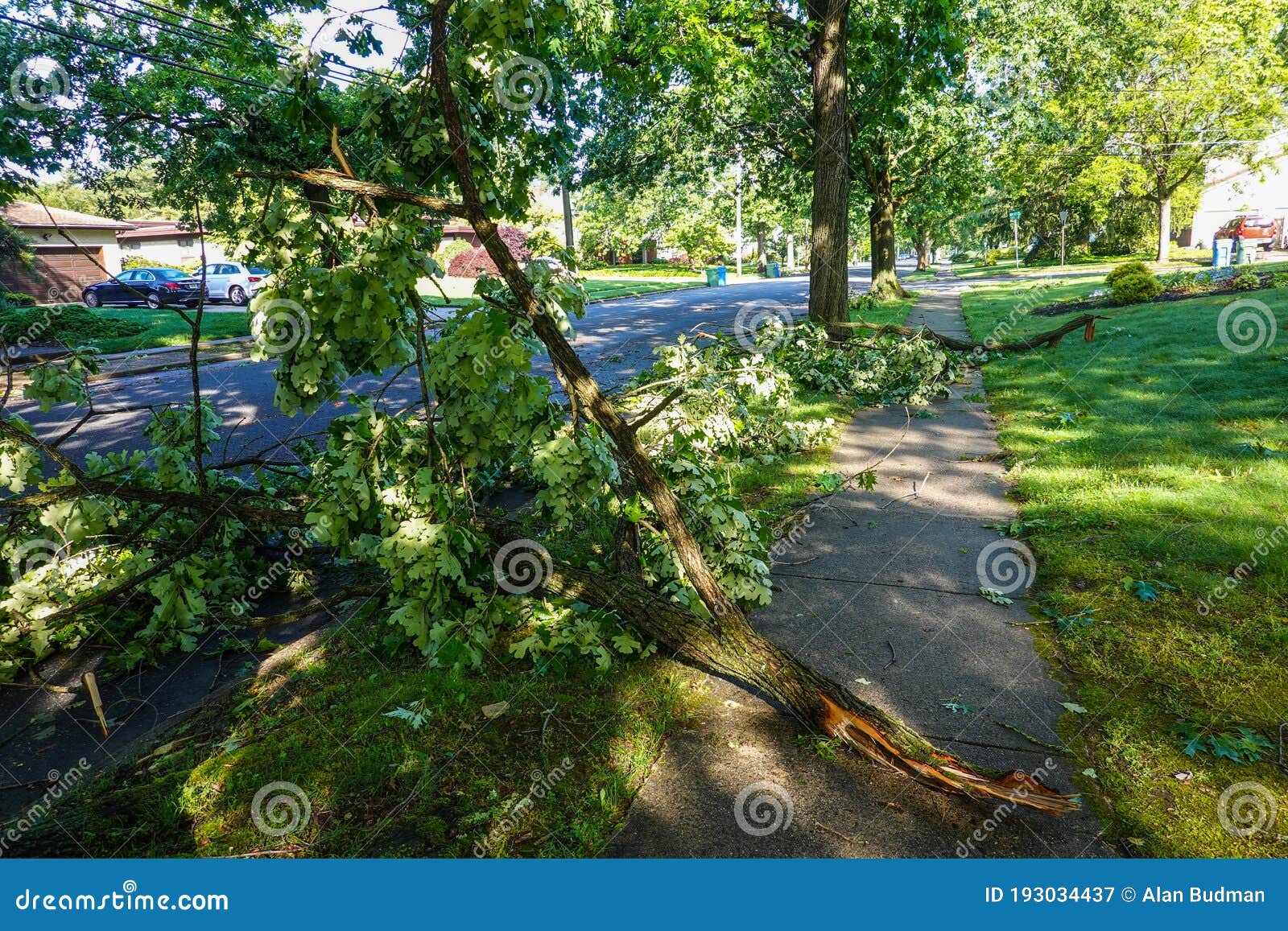 A Broken Tree Branch Seen Blocking the Sidewalk after a Severe Storm