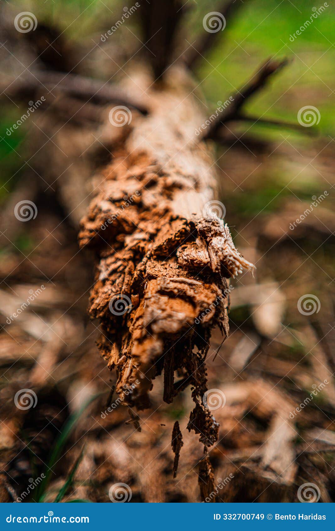 broken tree trunk on the forest soil ground