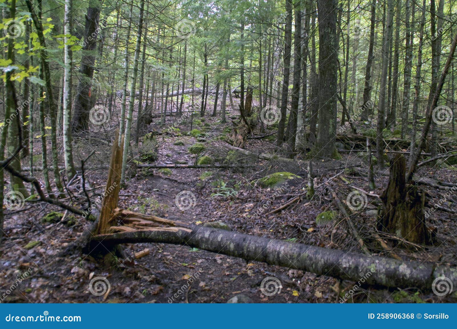broken trees on wilderness walking path in adirondacks