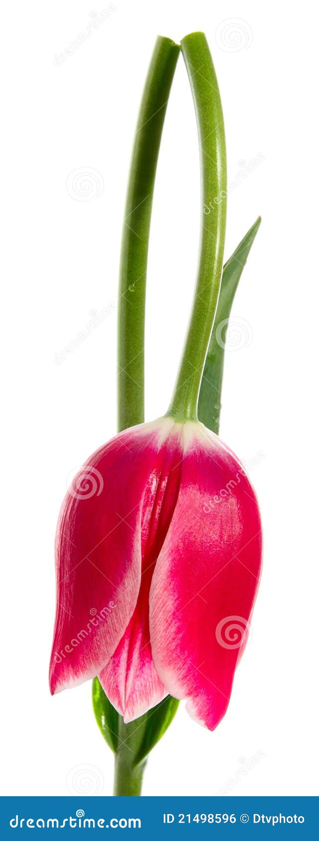 The broken tulip stock photo. Image of flower, floral 21498596