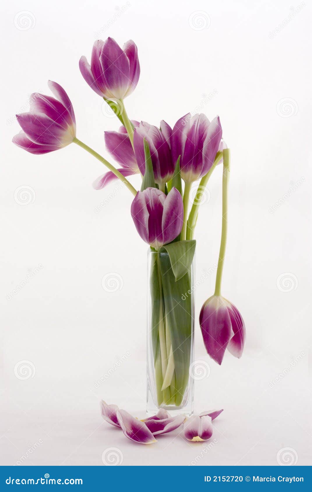 Broken Tulip stock photo. Image of botany, april, bloom 2152720