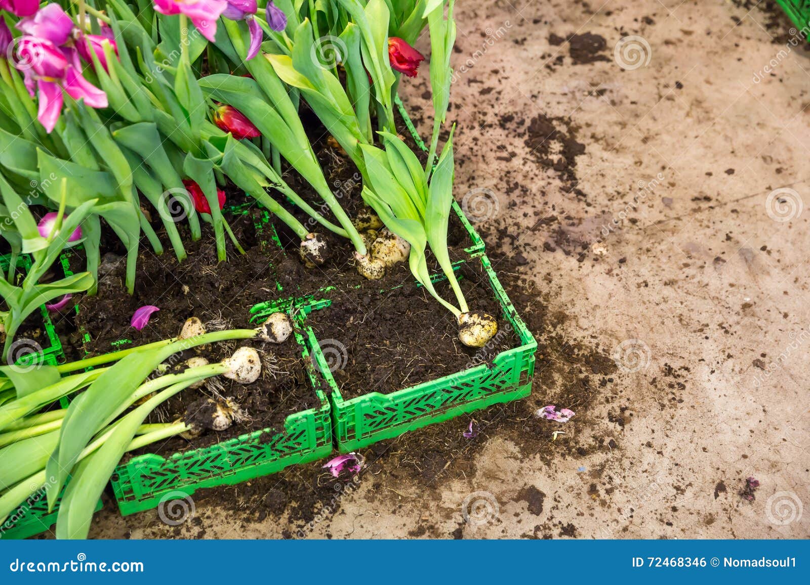 Broken tulip stock photo. Image of rustic, holiday, background 72468346