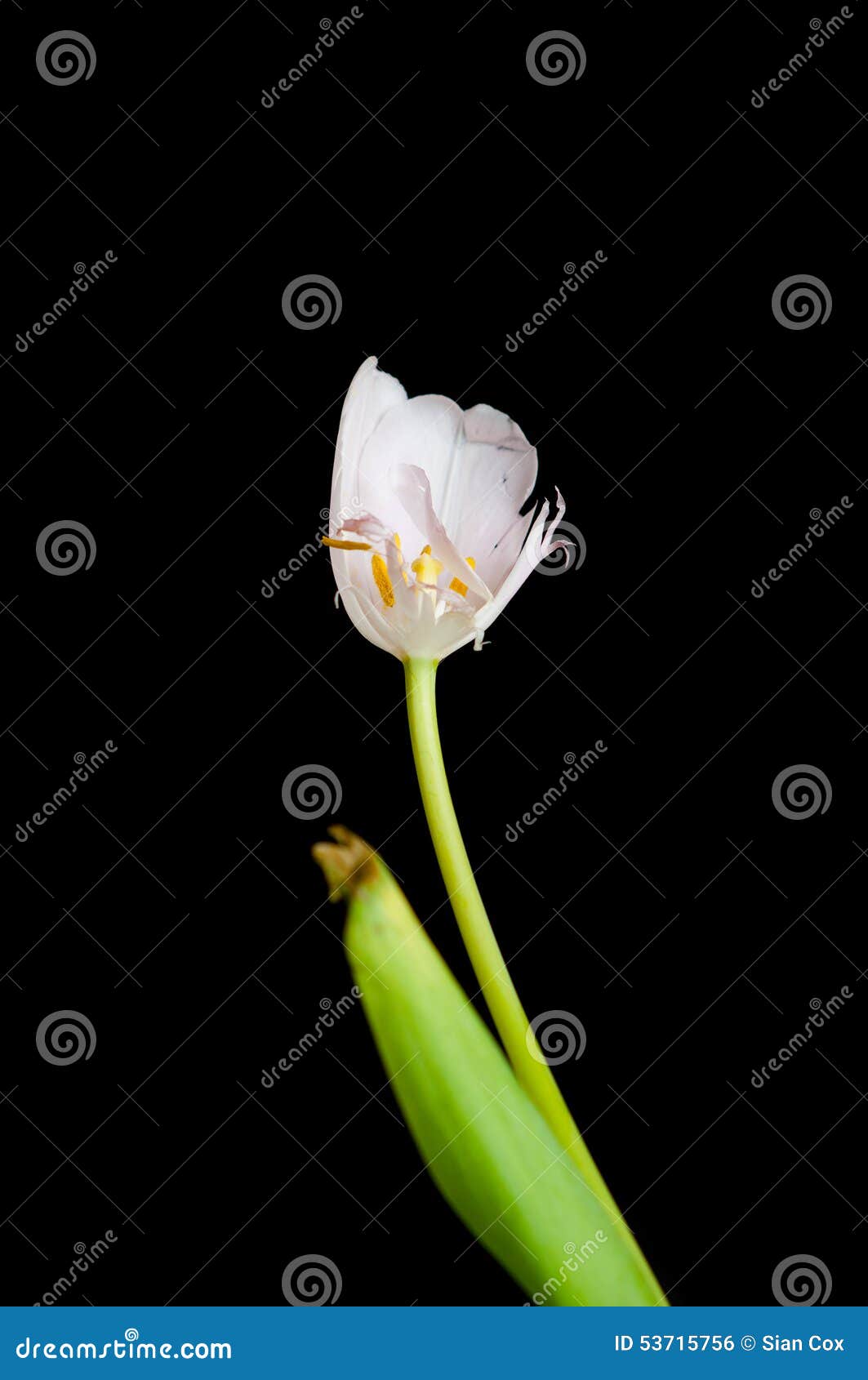 Broken tulip stock photo. Image of dying, broken, wilted 53715756