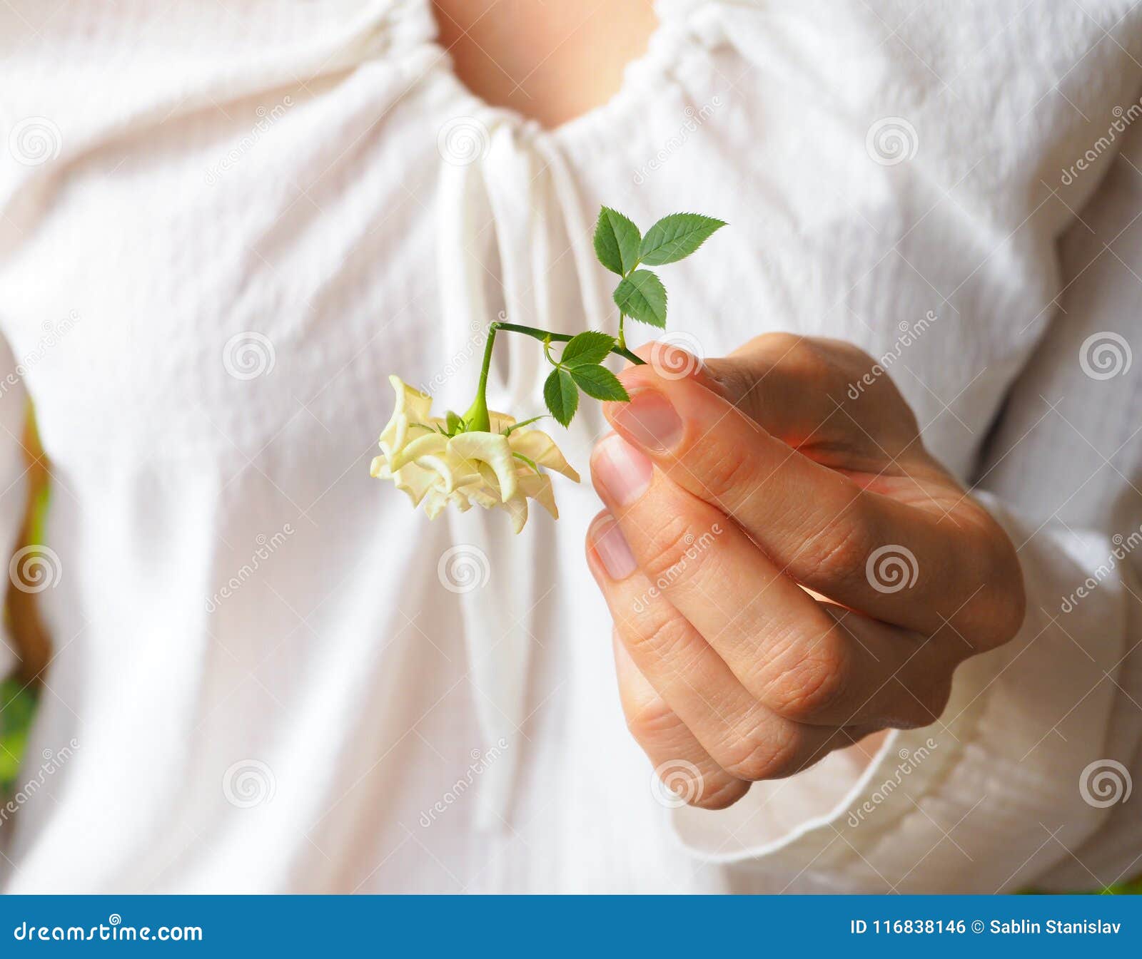 Flower In Your Hands Between Your Fingers On A Blurry Green Background
