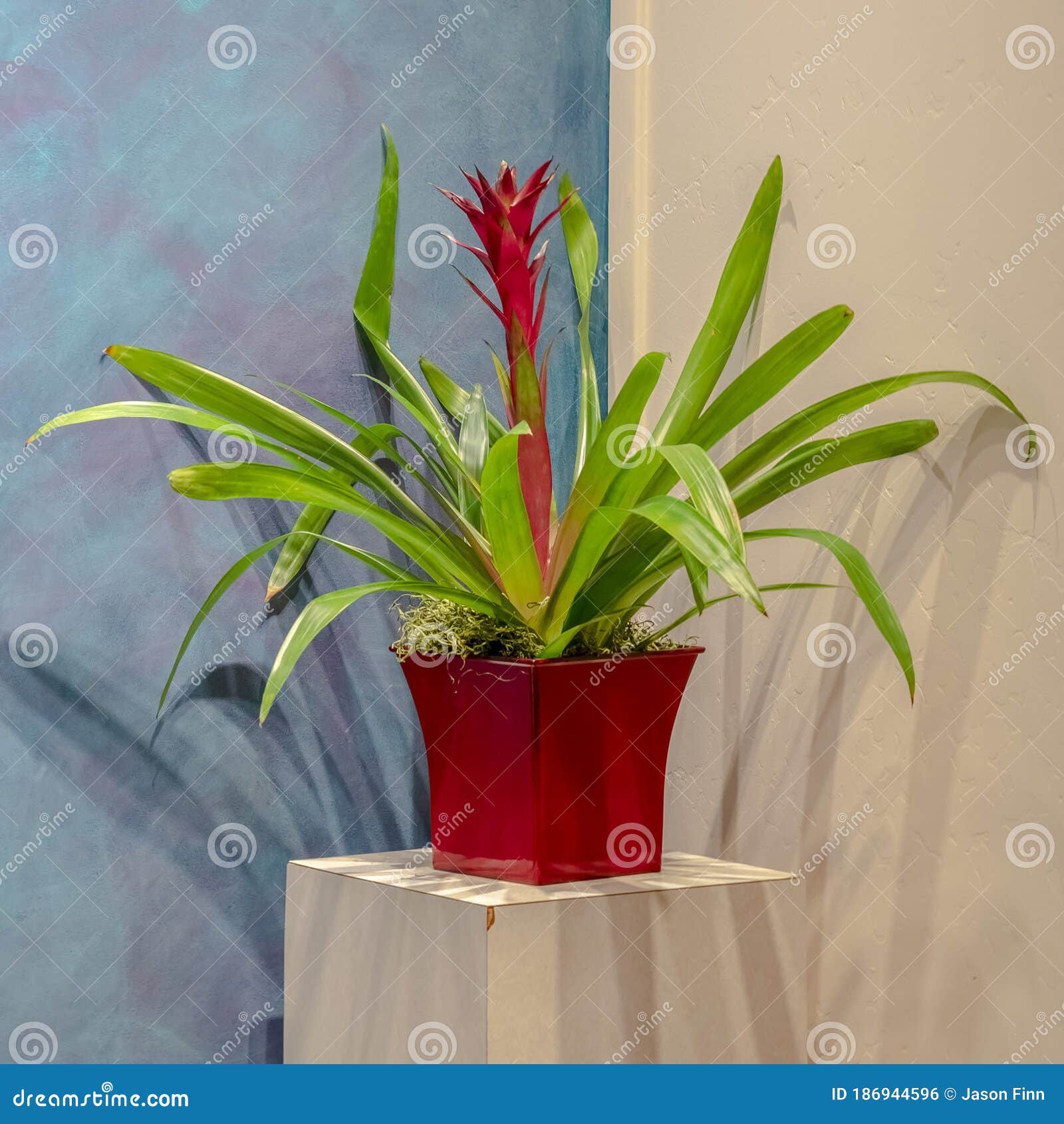 Bromélia De Vaso Quadrado Com Interior De Flores Vermelhas Coloridas Foto  de Stock - Imagem de flor, planta: 186944596