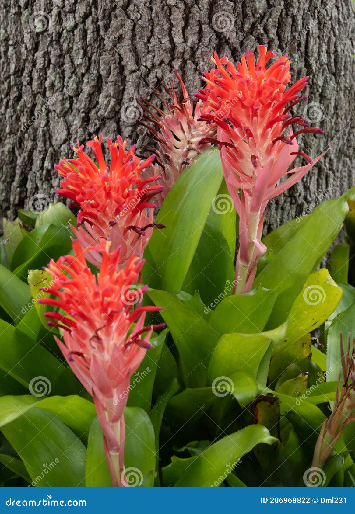 Bromélias De Tocha Vermelha Em Floração Foto de Stock - Imagem de tocha,  flor: 206968822