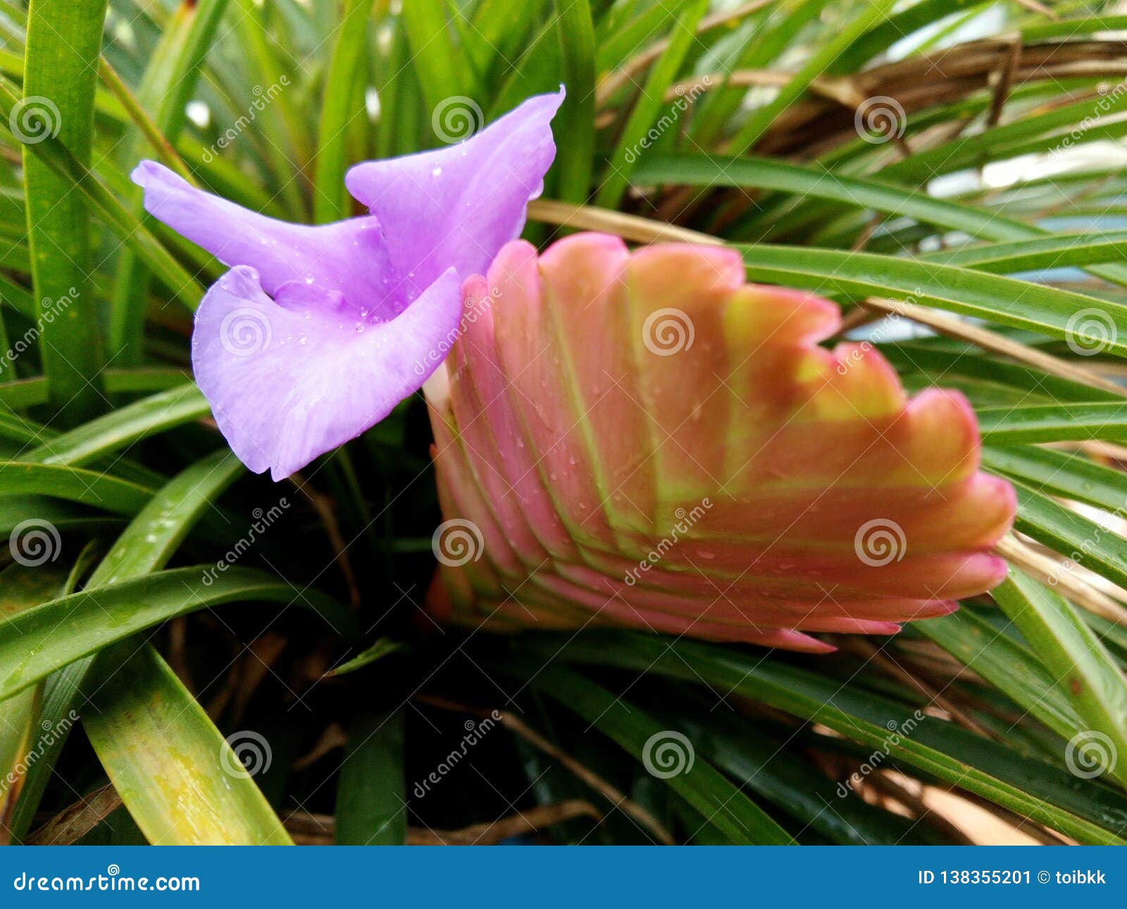 Bromeliácea Cor-de-rosa Do Cyanea Do Tillandsia Da Planta Da Pena Com a  Flor Roxa Azul Imagem de Stock - Imagem de exterior, fundo: 138355201