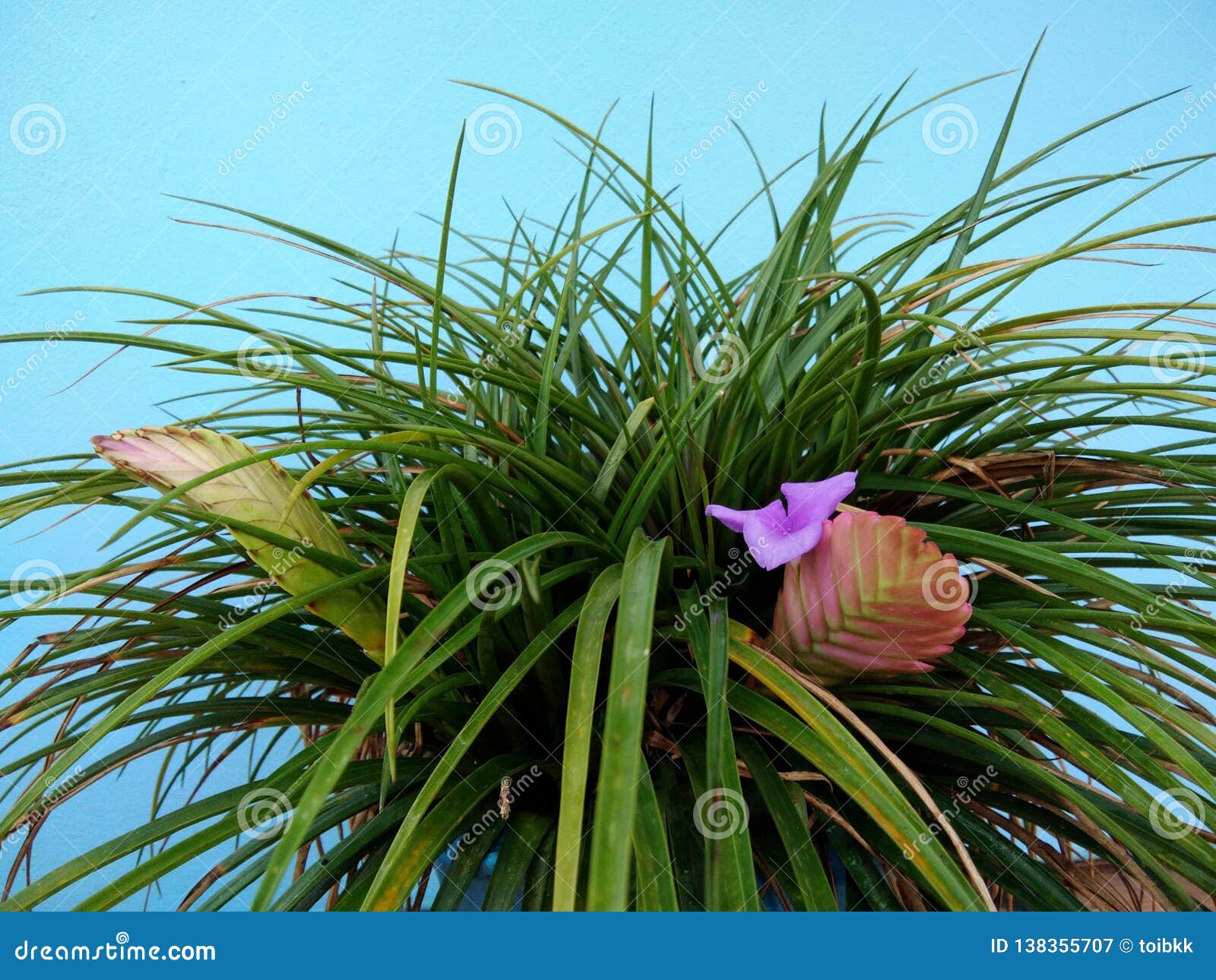 Bromeliácea Cor-de-rosa Do Cyanea Do Tillandsia Da Planta Da Pena Com a  Flor Roxa Azul Imagem de Stock - Imagem de longo, nave: 138355707