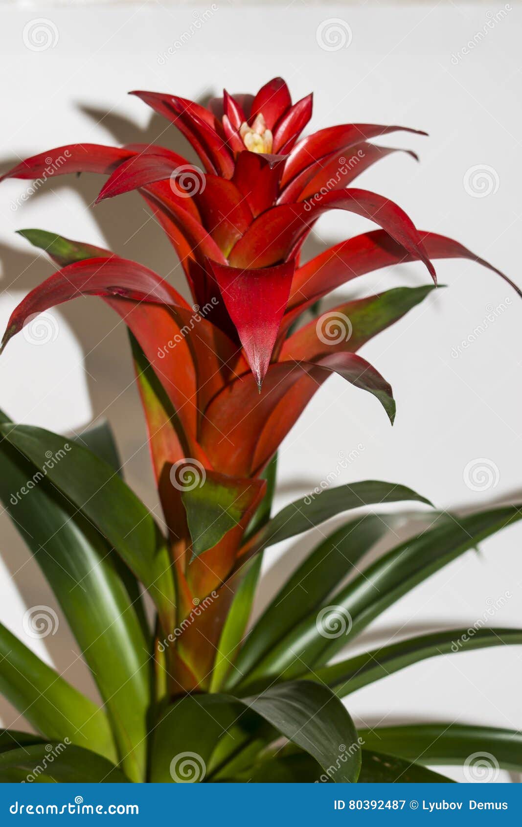 Bromeliáceas Em Pasta Das Plantas Da Flor Vermelha Imagem de Stock - Imagem  de plantas, folhas: 80392487
