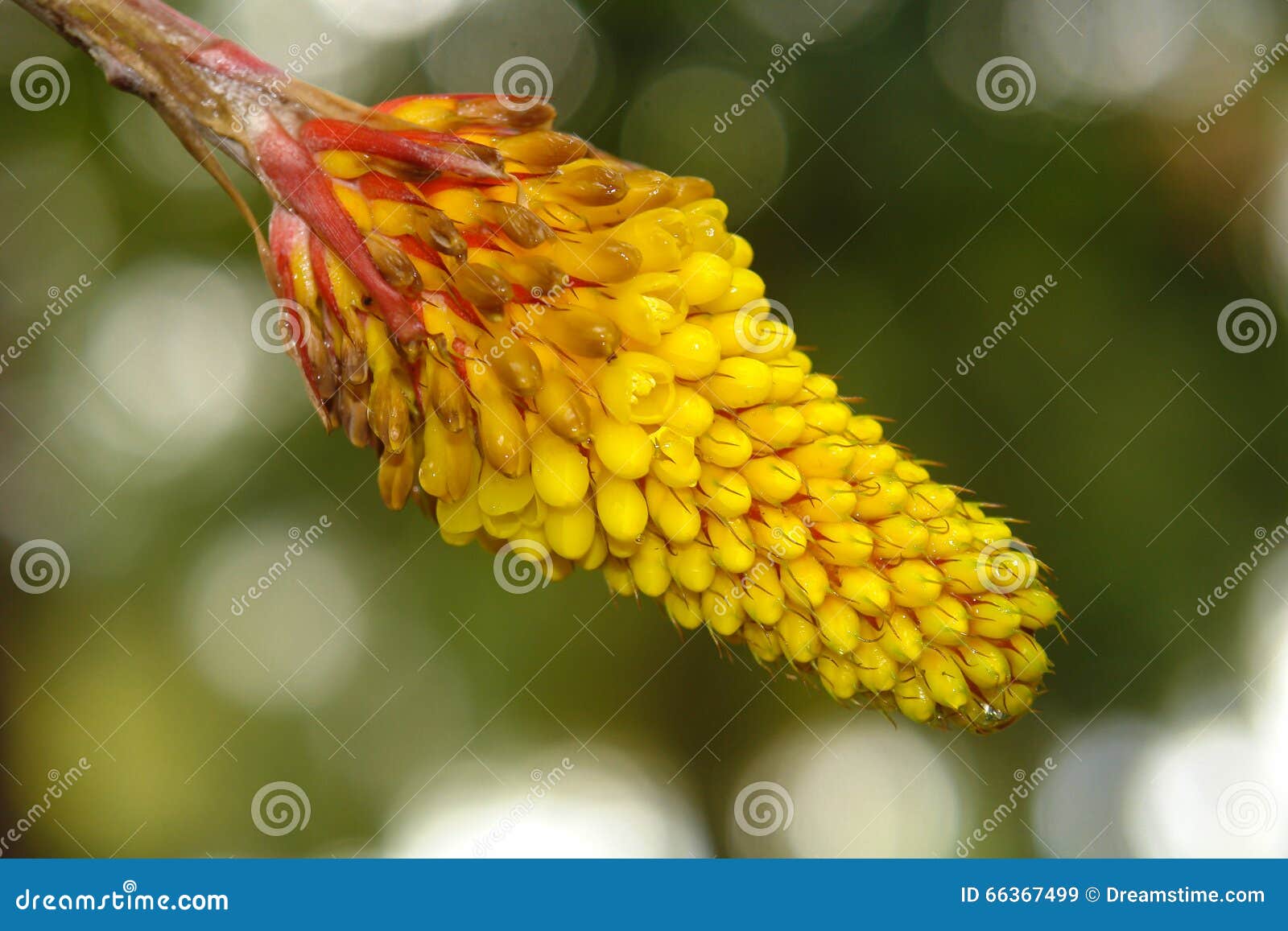 Bromelia amarelo imagem de stock. Imagem de flores, flor - 66367499